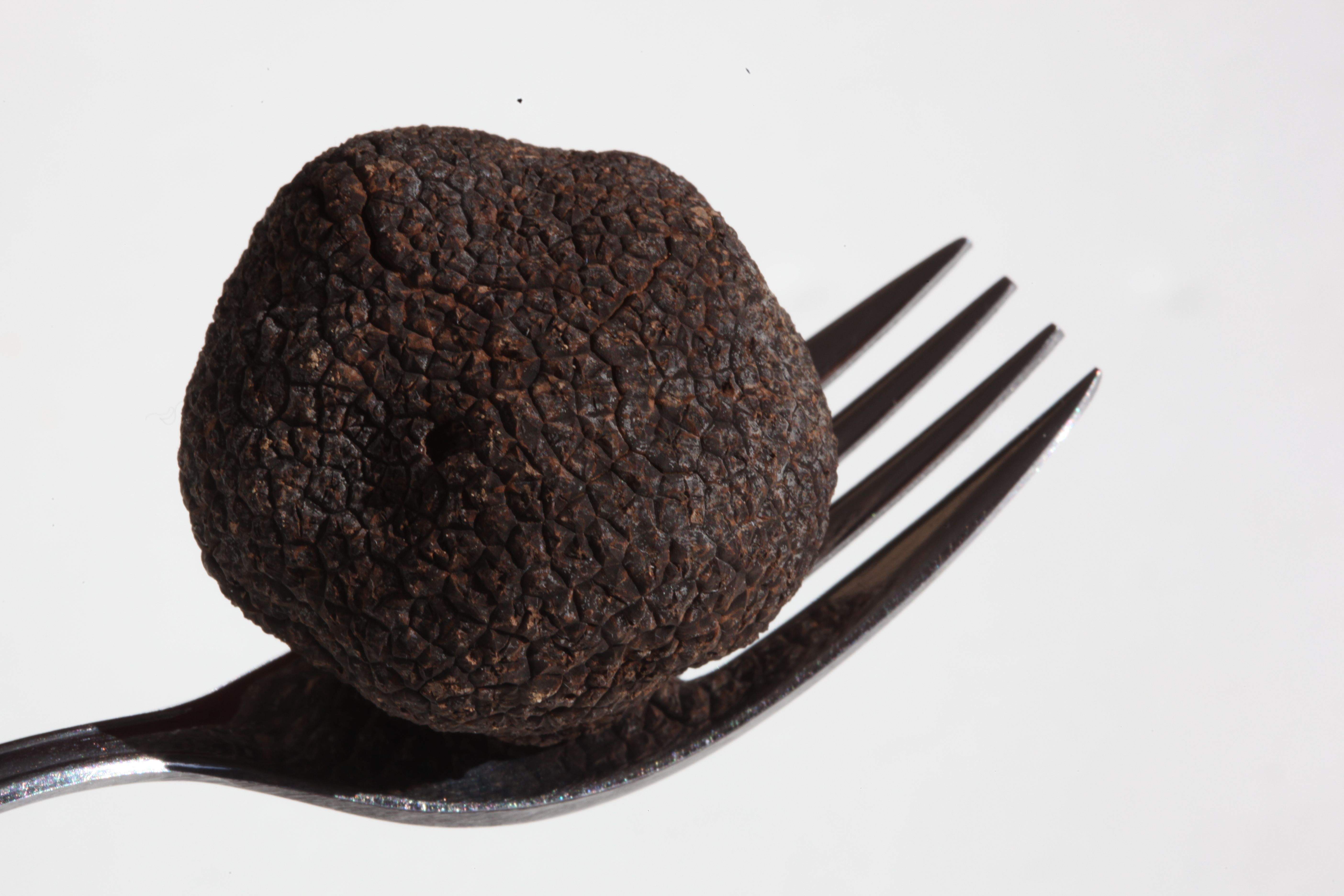 Estupendo ejemplar de Tuber Melanosporum