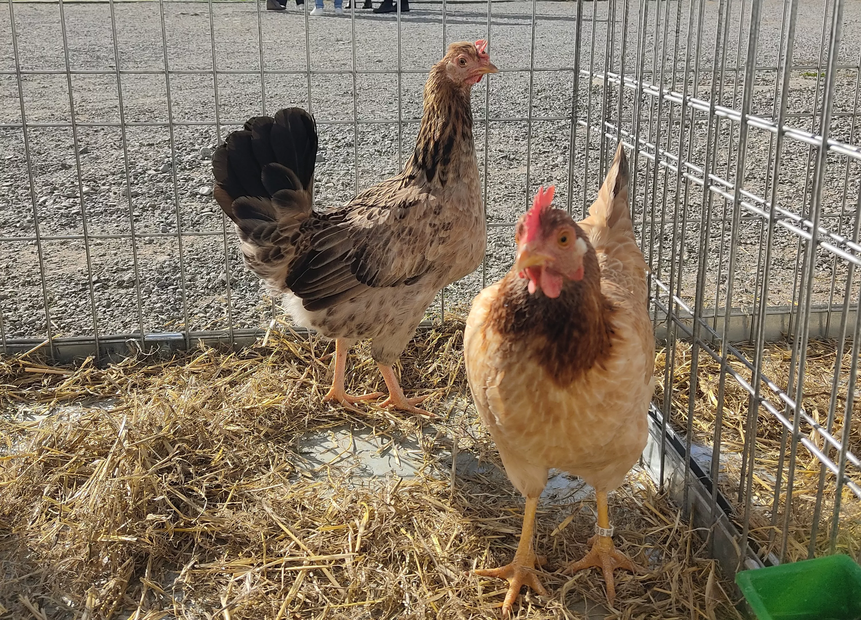 Gallina Enana de Sobrarbe