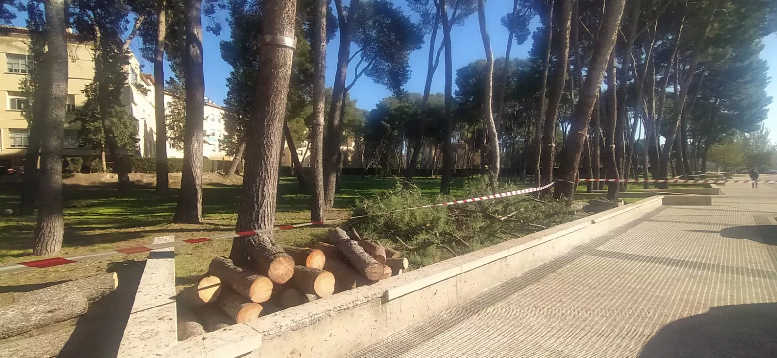 Imágenes de la tala de pinos en el entorno del Hospital Provincial de ...