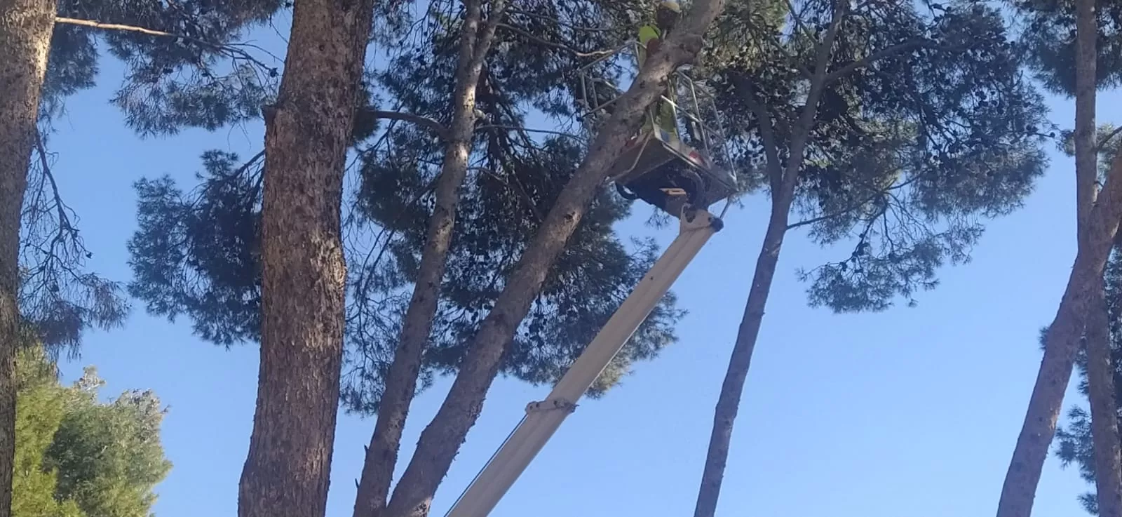Imágenes de la tala de pinos en el entorno del Hospital Provincial de ...