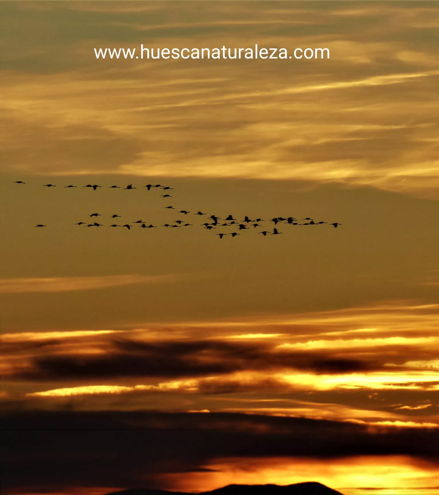 Hermosas vistas de las grullas en el entorno de la Alberca de Alboré. Foto Huesca Naturaleza
