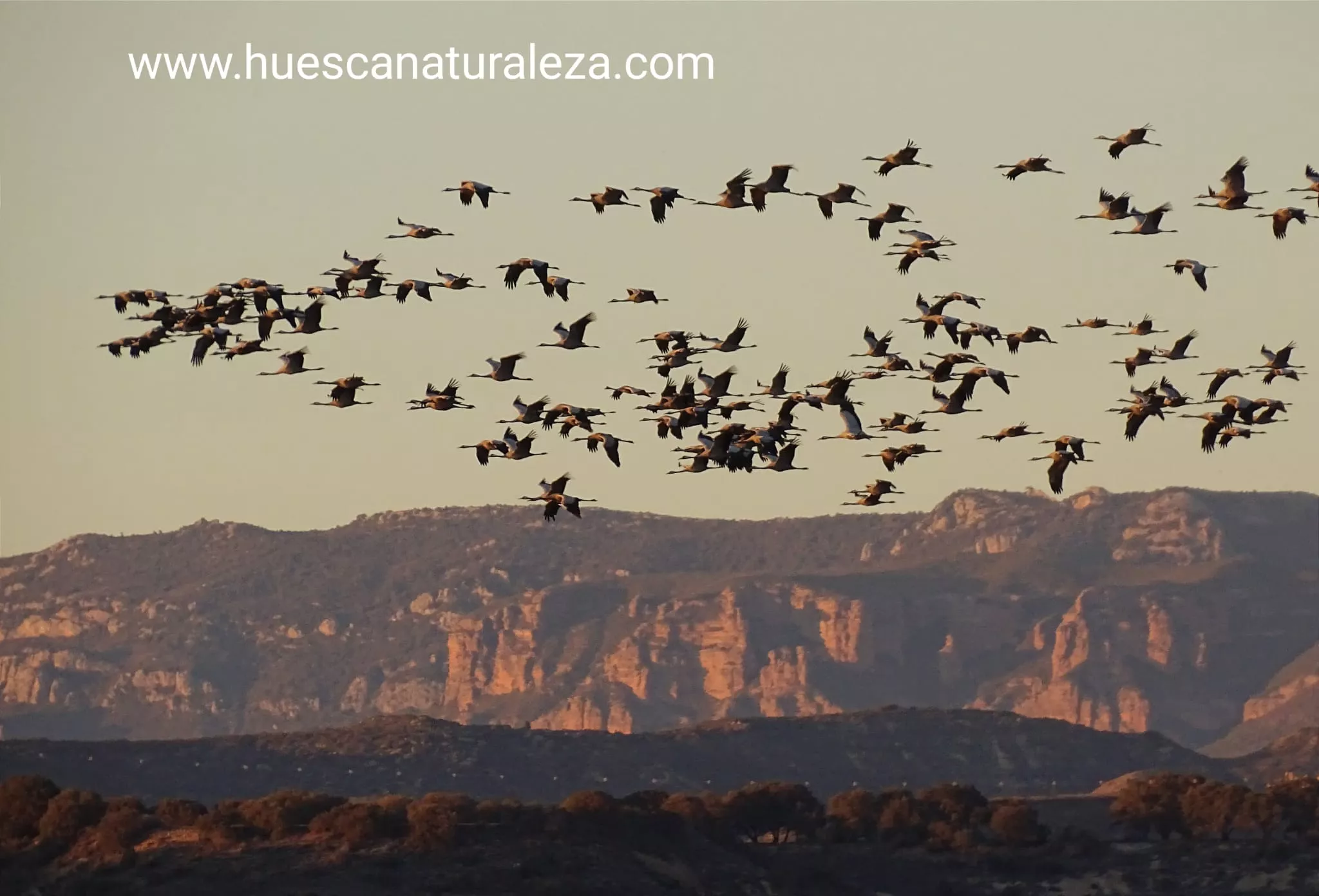 Hermosas vistas de las grullas en el entorno de la Alberca de Alboré. Foto Huesca Naturaleza