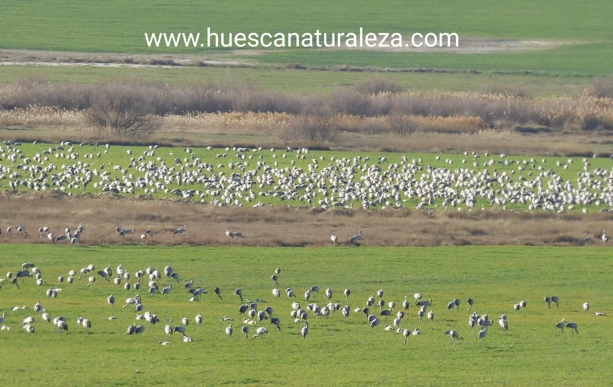 Hermosas vistas de las grullas en el entorno de la Alberca de Alboré. Foto Huesca Naturaleza