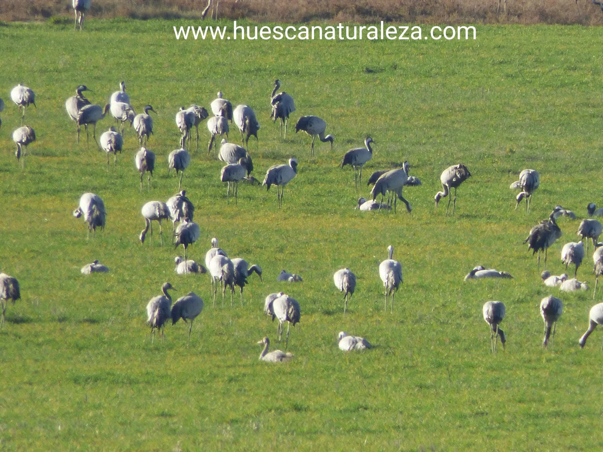 Hermosas vistas de las grullas en el entorno de la Alberca de Alboré. Foto Huesca Naturaleza