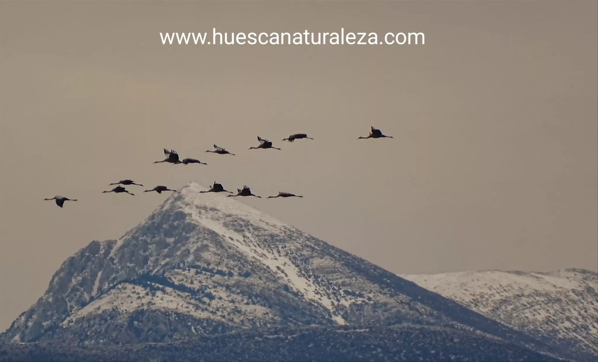 Hermosas vistas de las grullas en el entorno de la Alberca de Alboré. Foto Huesca Naturaleza