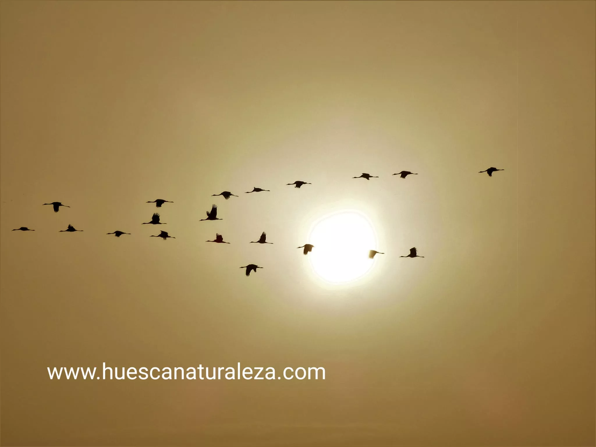 Hermosas vistas de las grullas en el entorno de la Alberca de Alboré. Foto Huesca Naturaleza