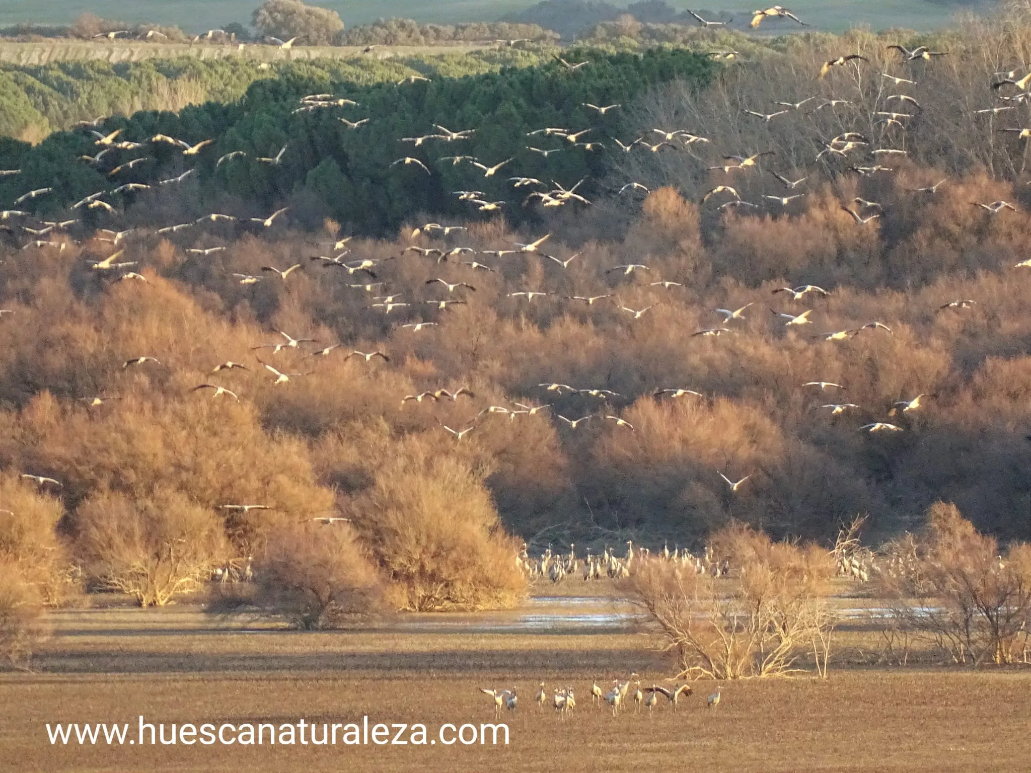 Hermosas vistas de las grullas en el entorno de la Alberca de Alboré. Foto Huesca Naturaleza