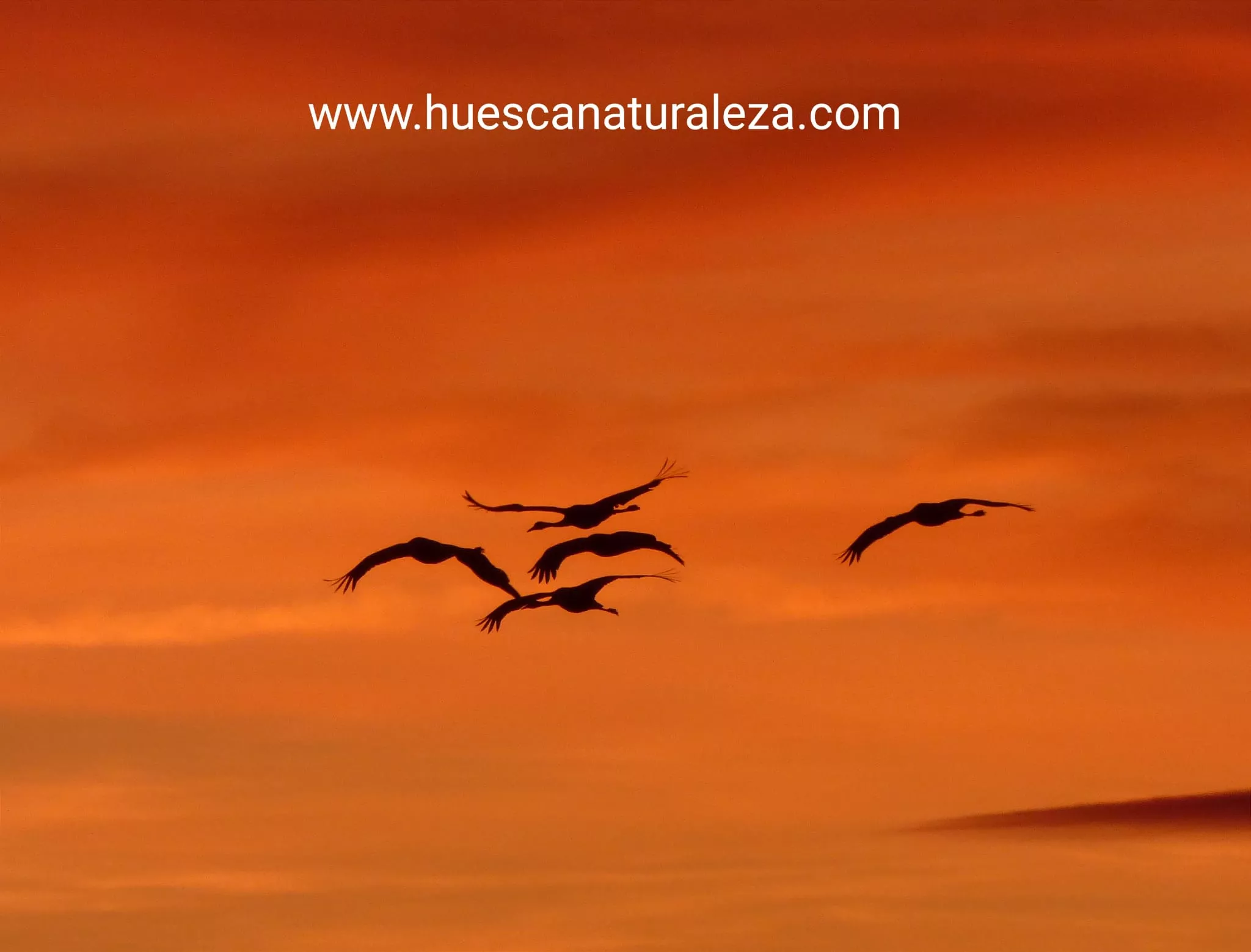 Hermosas vistas de las grullas en el entorno de la Alberca de Alboré. Foto Huesca Naturaleza