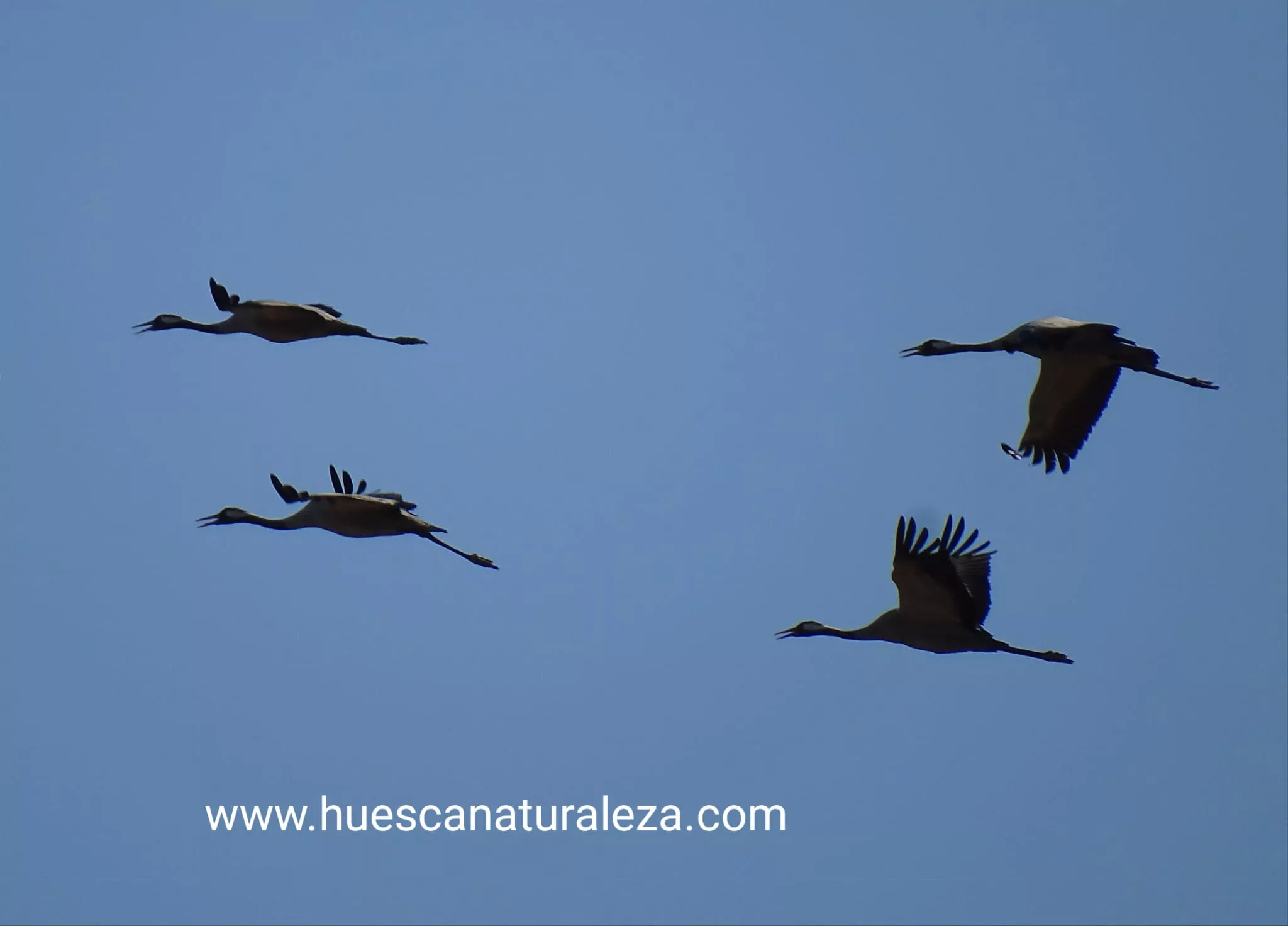 Hermosas vistas de las grullas en el entorno de la Alberca de Alboré. Foto Huesca Naturaleza