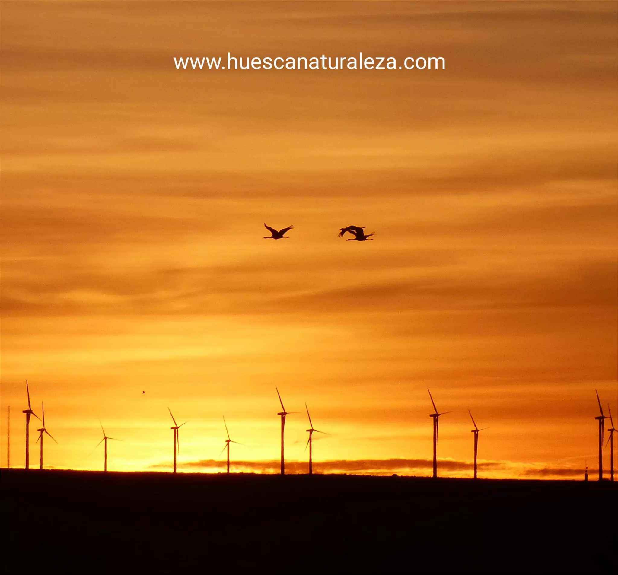 Hermosas vistas de las grullas en el entorno de la Alberca de Alboré. Foto Huesca Naturaleza