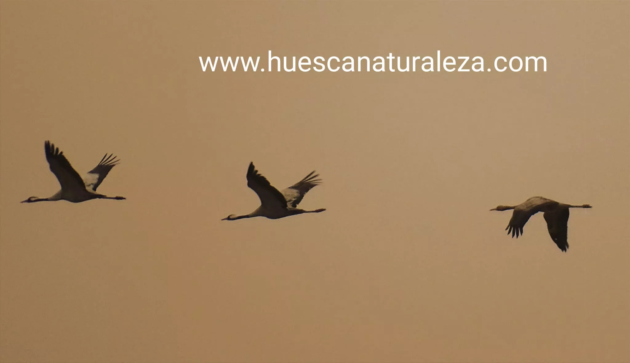 Hermosas vistas de las grullas en el entorno de la Alberca de Alboré. Foto Huesca Naturaleza