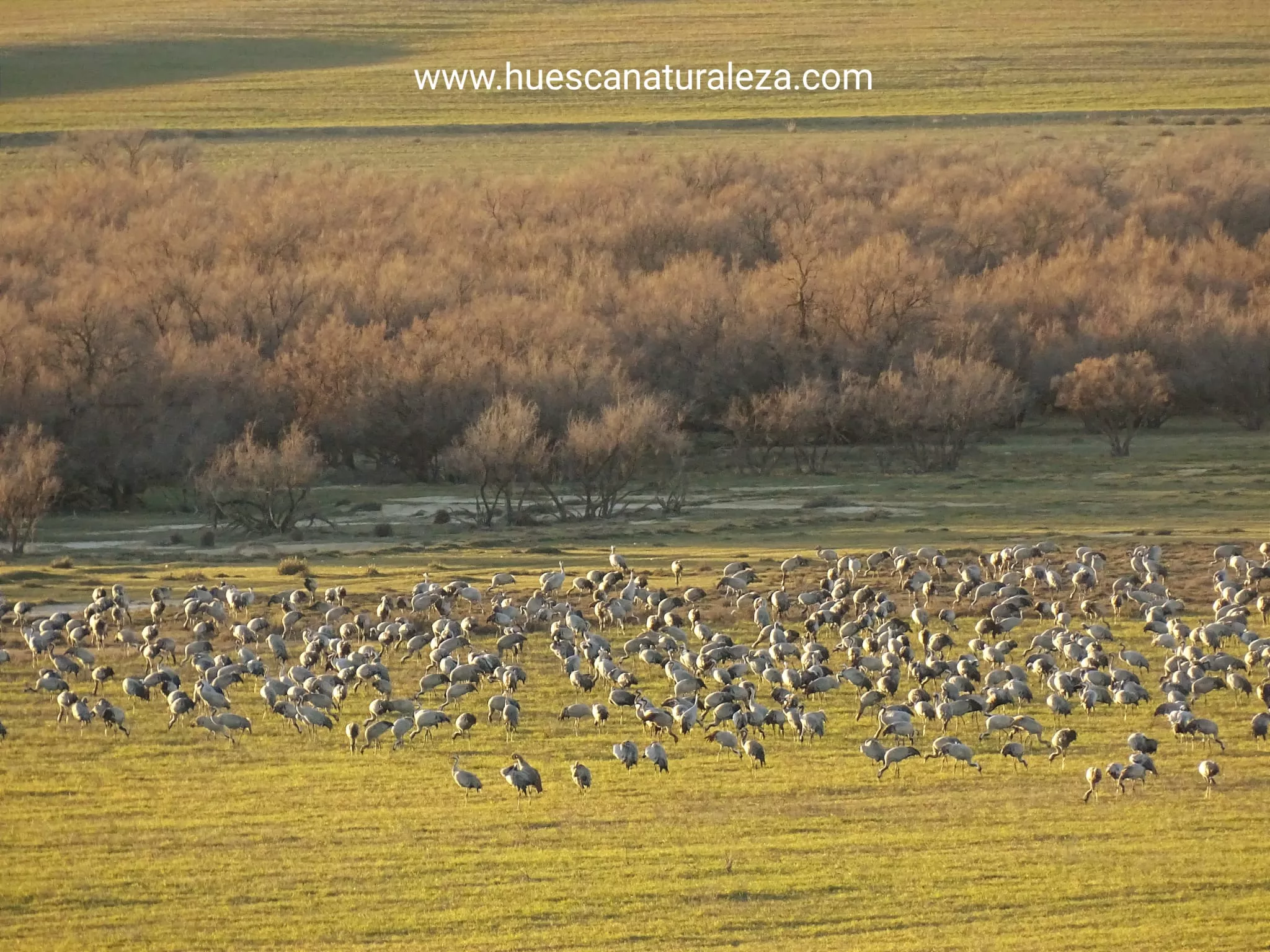 Hermosas vistas de las grullas en el entorno de la Alberca de Alboré. Foto Huesca Naturaleza