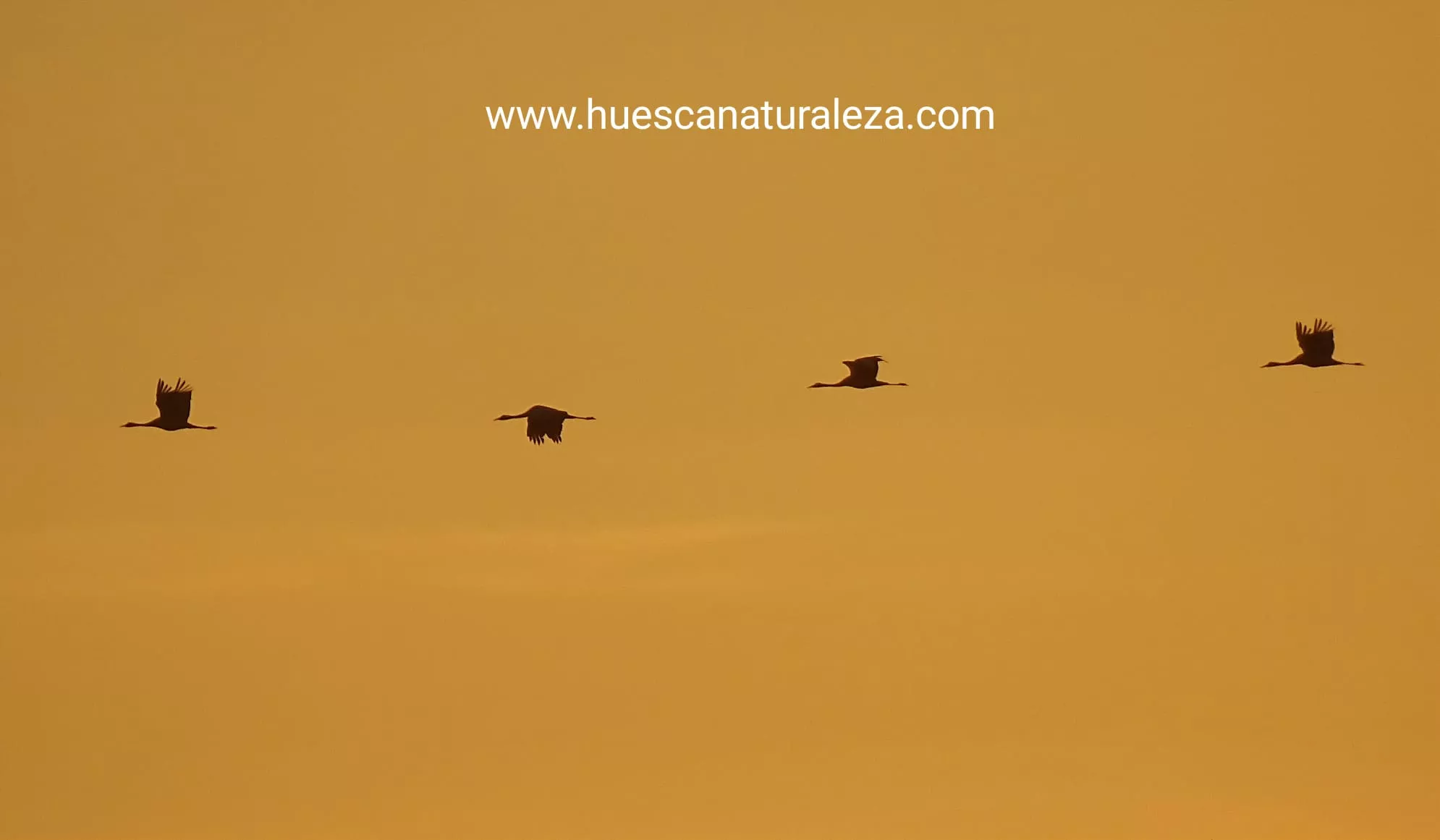 Hermosas vistas de las grullas en el entorno de la Alberca de Alboré. Foto Huesca Naturaleza