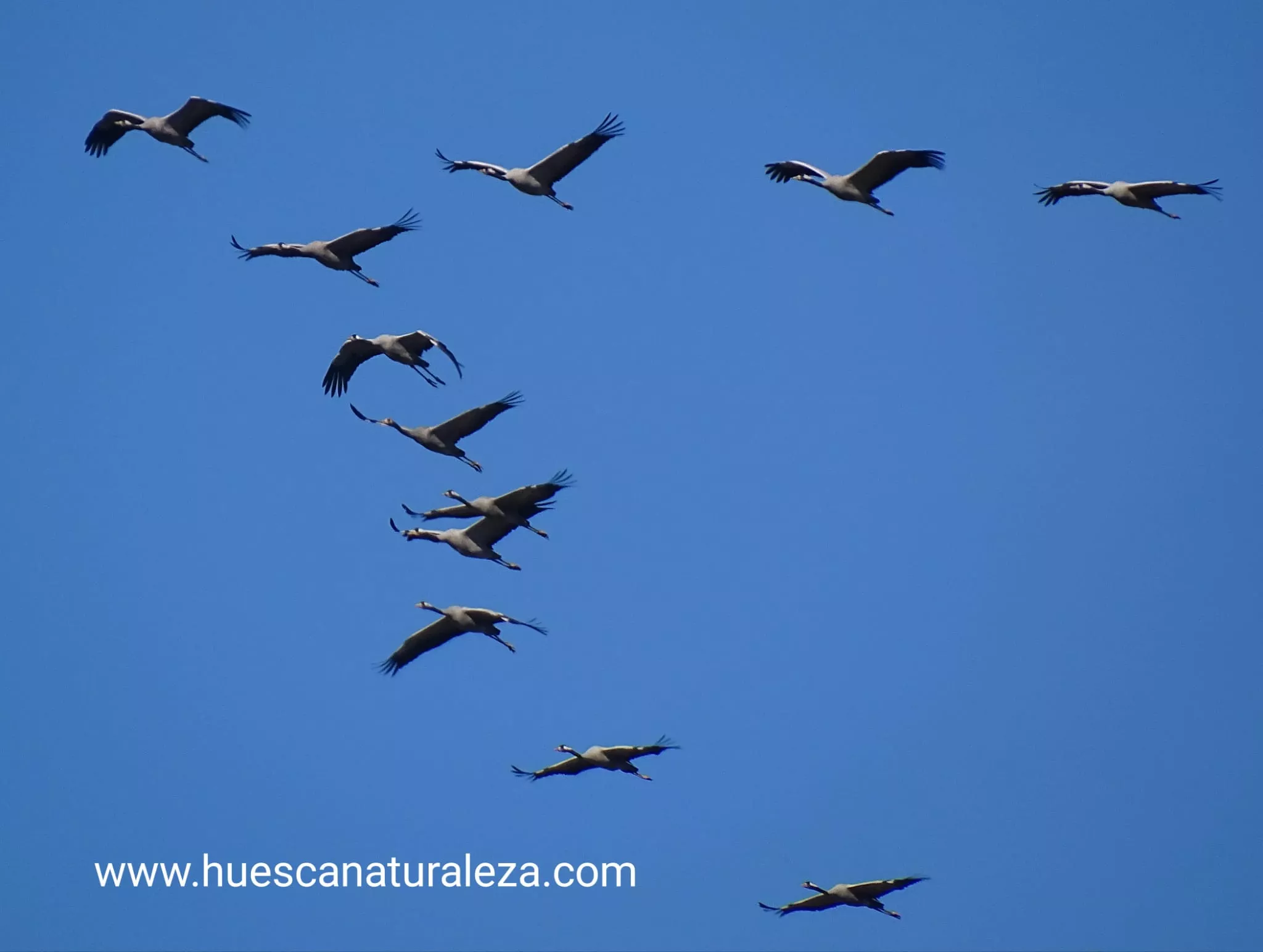 Hermosas vistas de las grullas en el entorno de la Alberca de Alboré. Foto Huesca Naturaleza