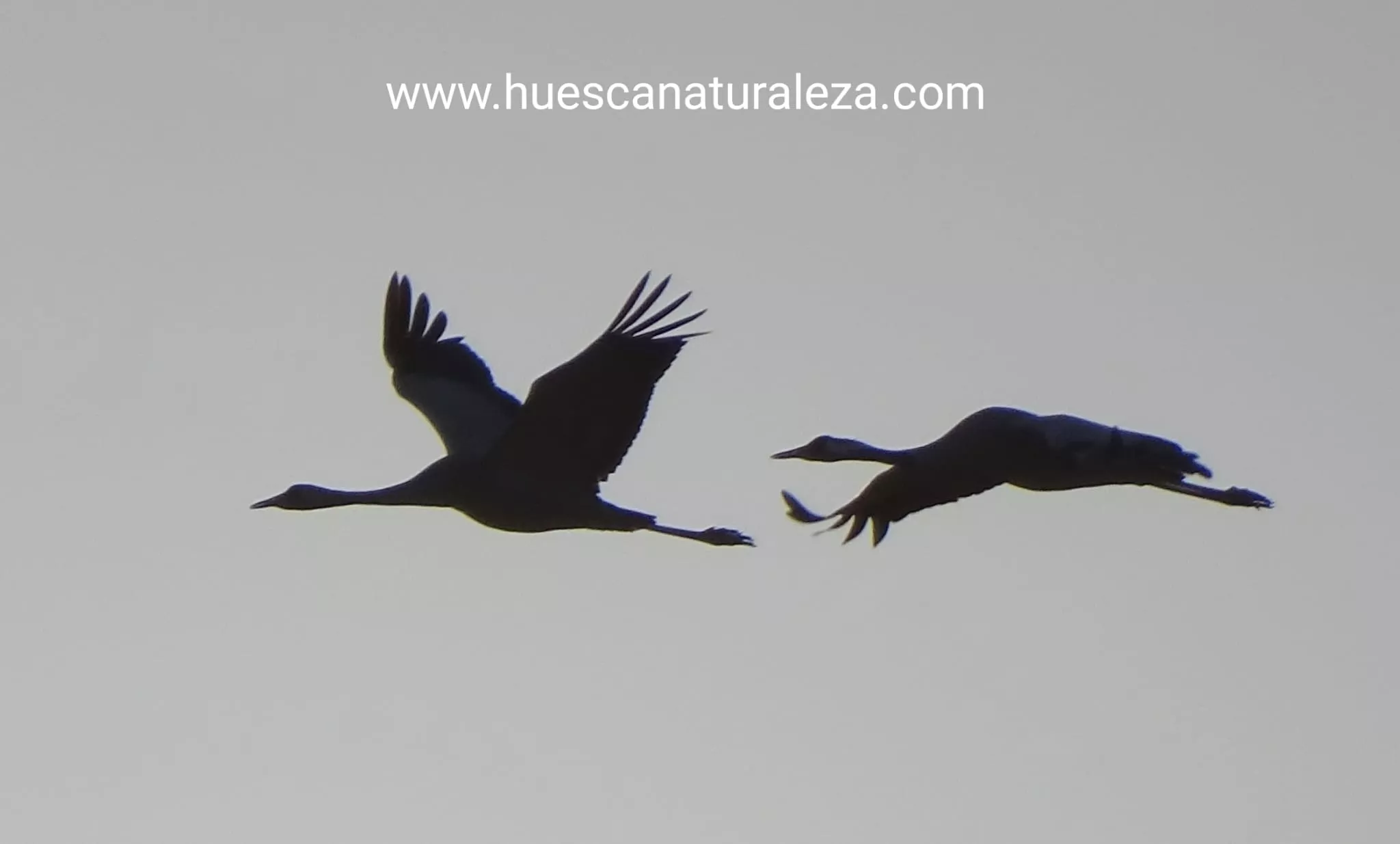 Hermosas vistas de las grullas en el entorno de la Alberca de Alboré. Foto Huesca Naturaleza