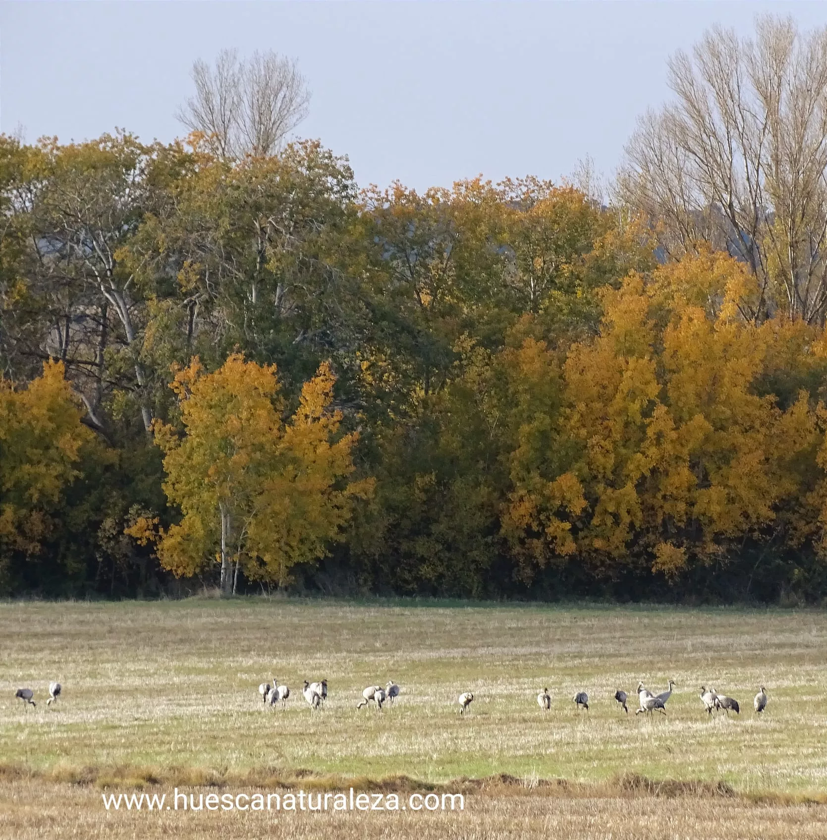 Hermosas vistas de las grullas en el entorno de la Alberca de Alboré. Foto Huesca Naturaleza