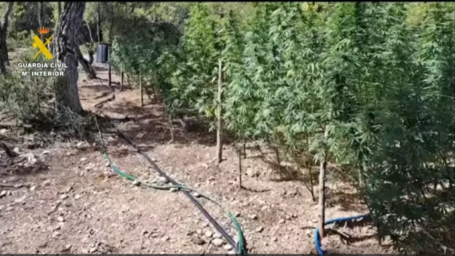 Una de las macroplantaciones oculta en el Pirineo oscense. Una de las macroplantaciones oculta en el Pirineo oscense.