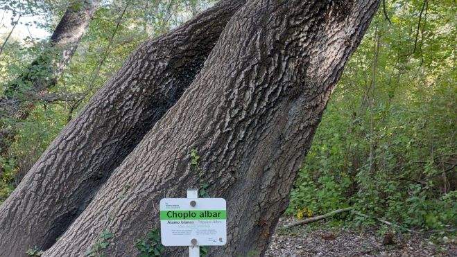 Uno de los árboles singulares del recorrido
