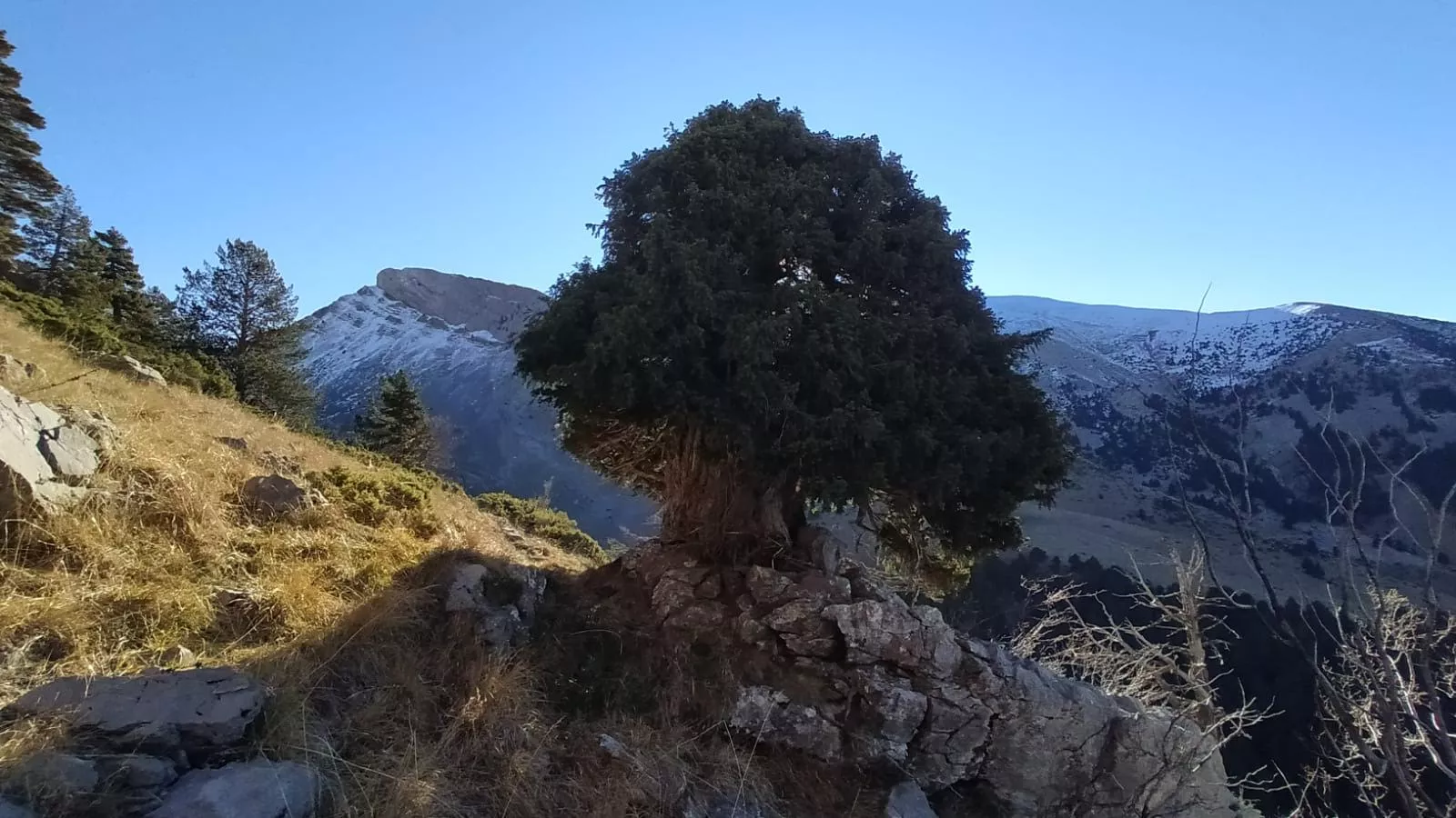 Tejo de la Espata de Villanúa.