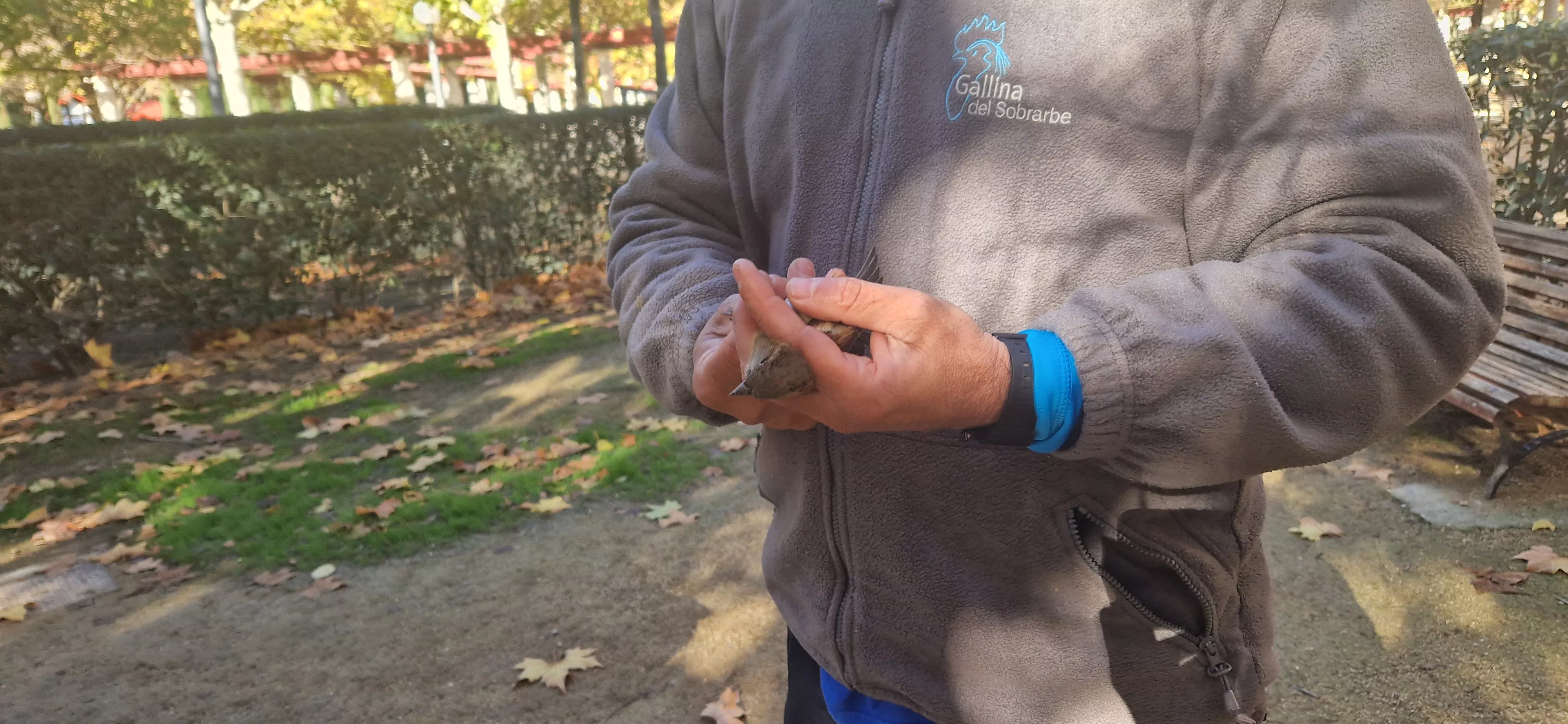 Primer anillamiento de aves en el Parque Miguel Servet de Huesca. Foto Myriam Martínez