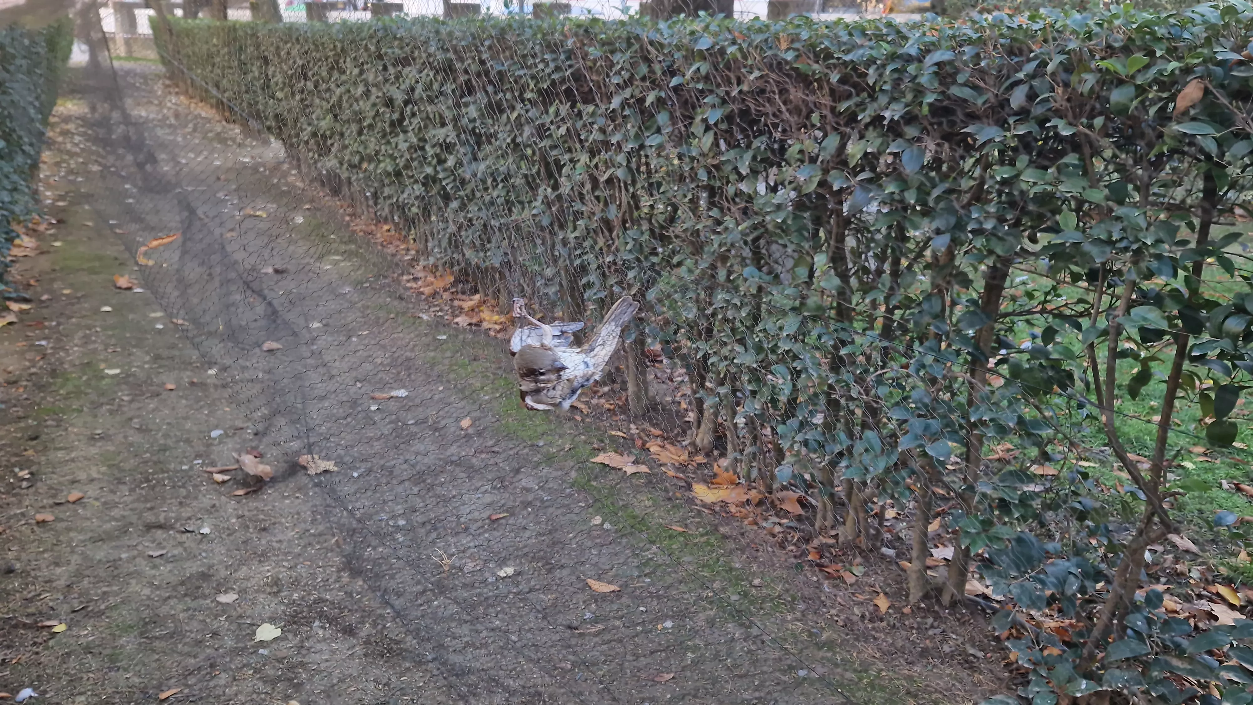 Primer anillamiento de aves en el Parque Miguel Servet de Huesca. Foto Myriam Martínez