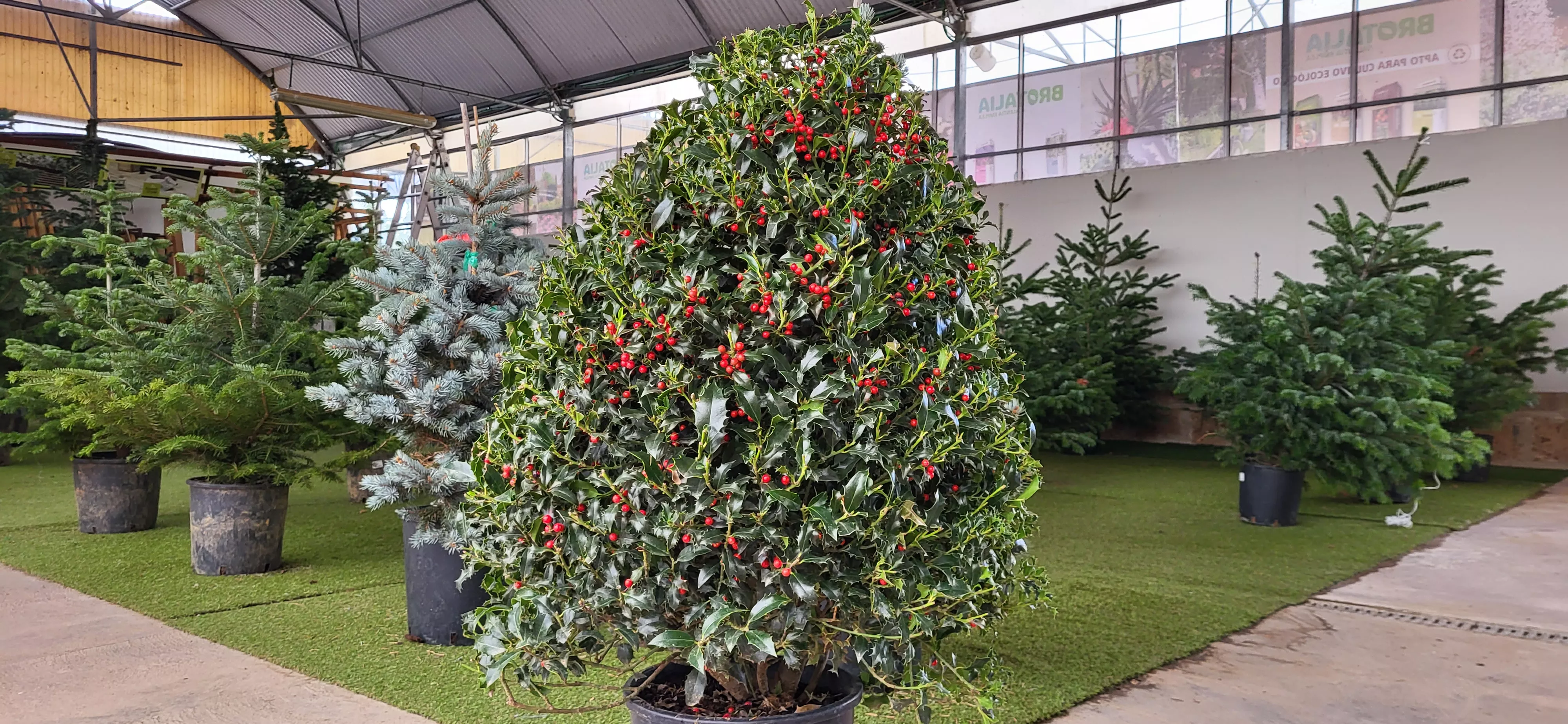 Precioso acebo en Brotalia. Foto Mercedes Manterola