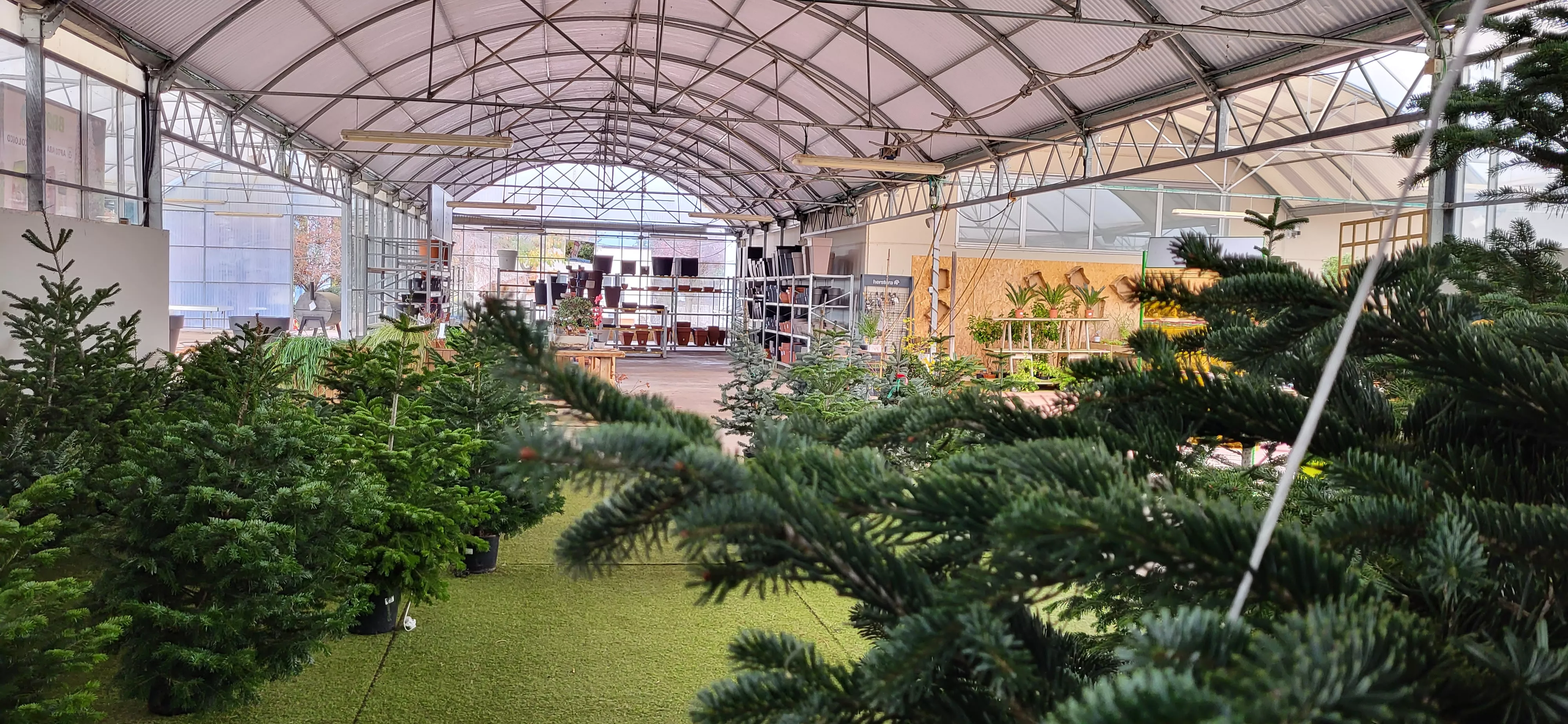 Pinos naturales en Brotalia. Foto Mercedes Manterola