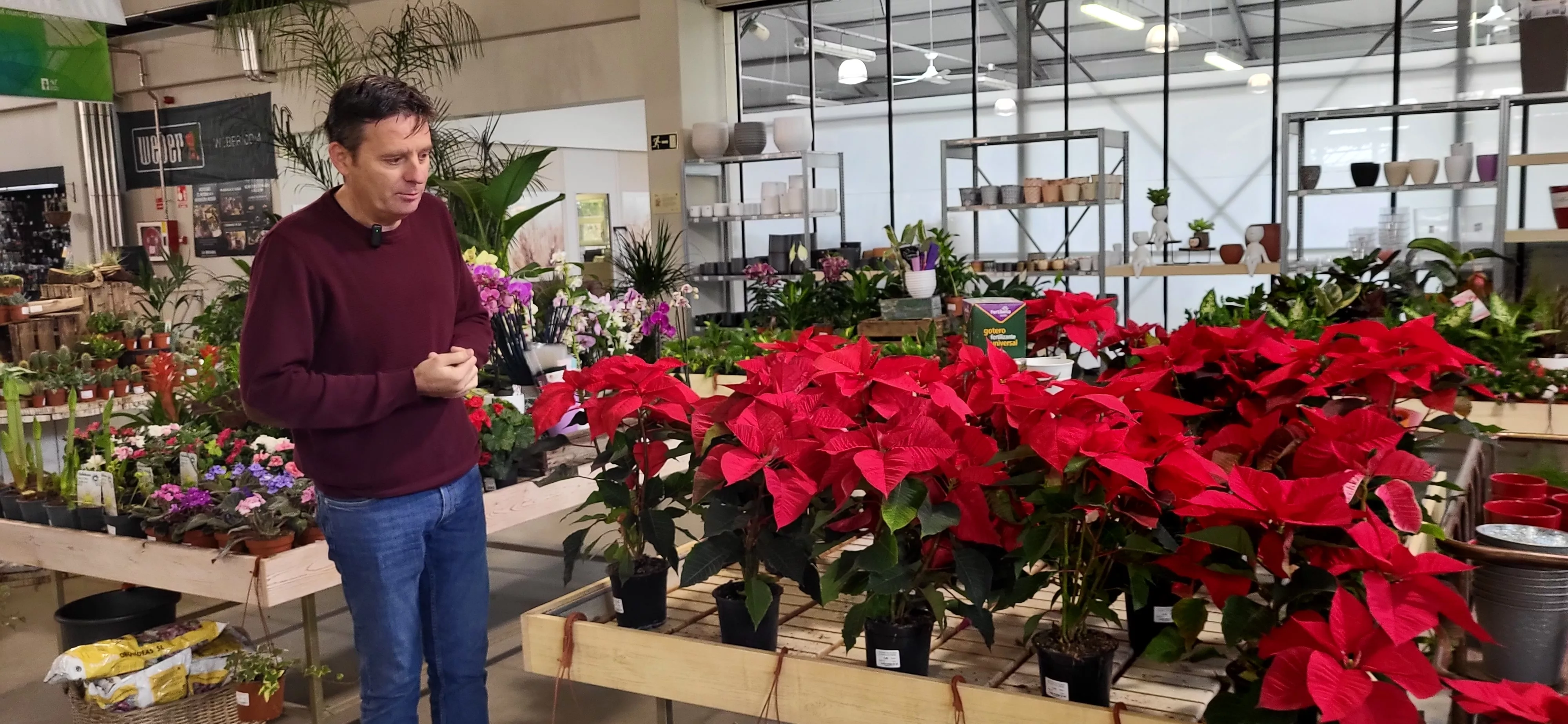 Eduardo Sarasa junto a las flores de Pascua. Foto: Mercedes Manterola