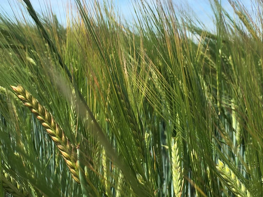 Campo de cereal. UAGA pide elecciones en el sector