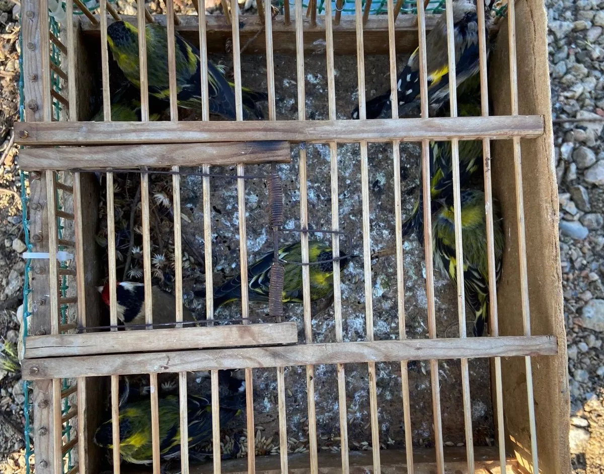 Jilgueros procedentes de la caza ilegal que han sido intervenidos a dos jóvenes en Huesca.