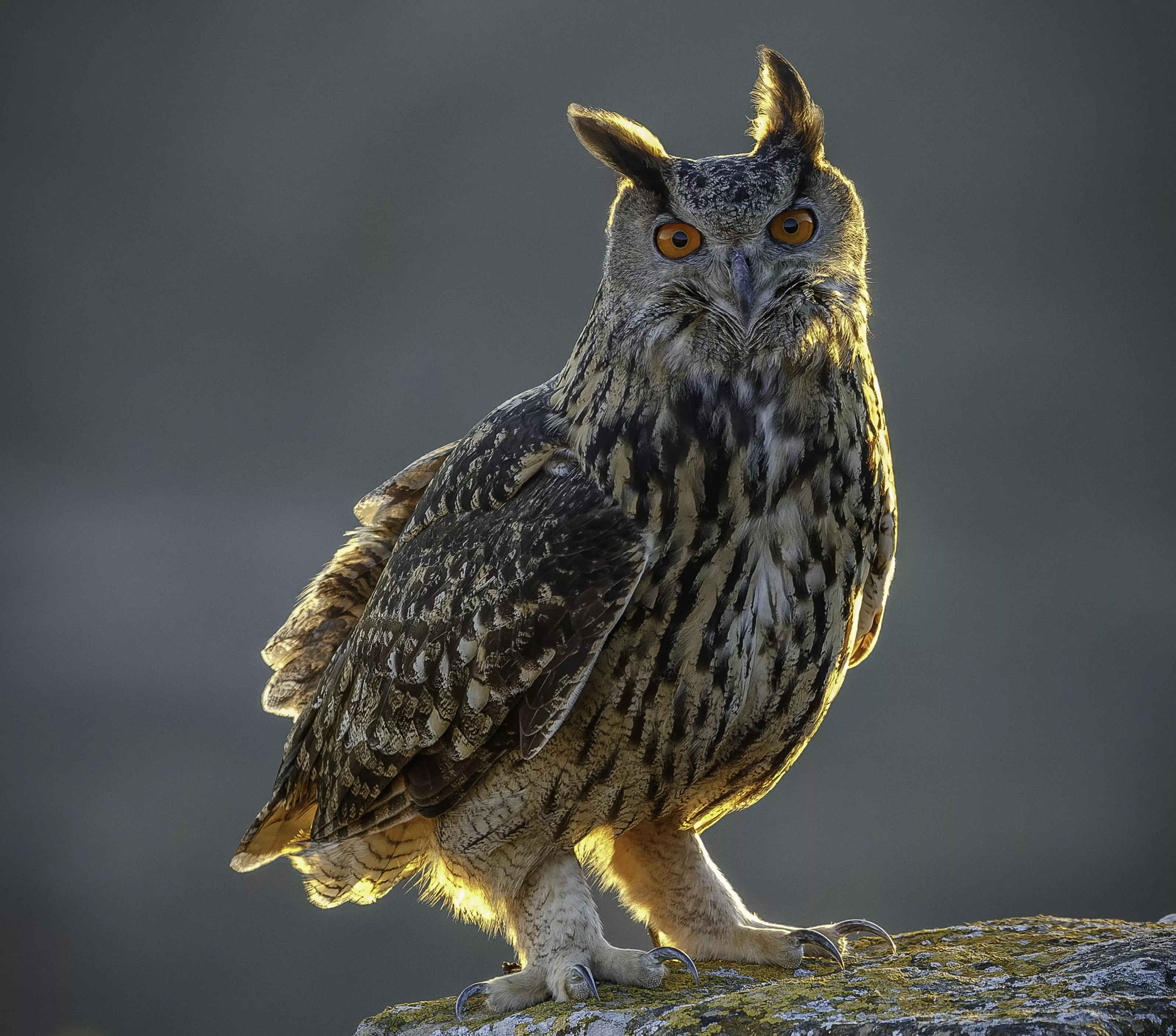 Primer premio, para Reina de la Noche de José Antonio Sánchez Panzano.