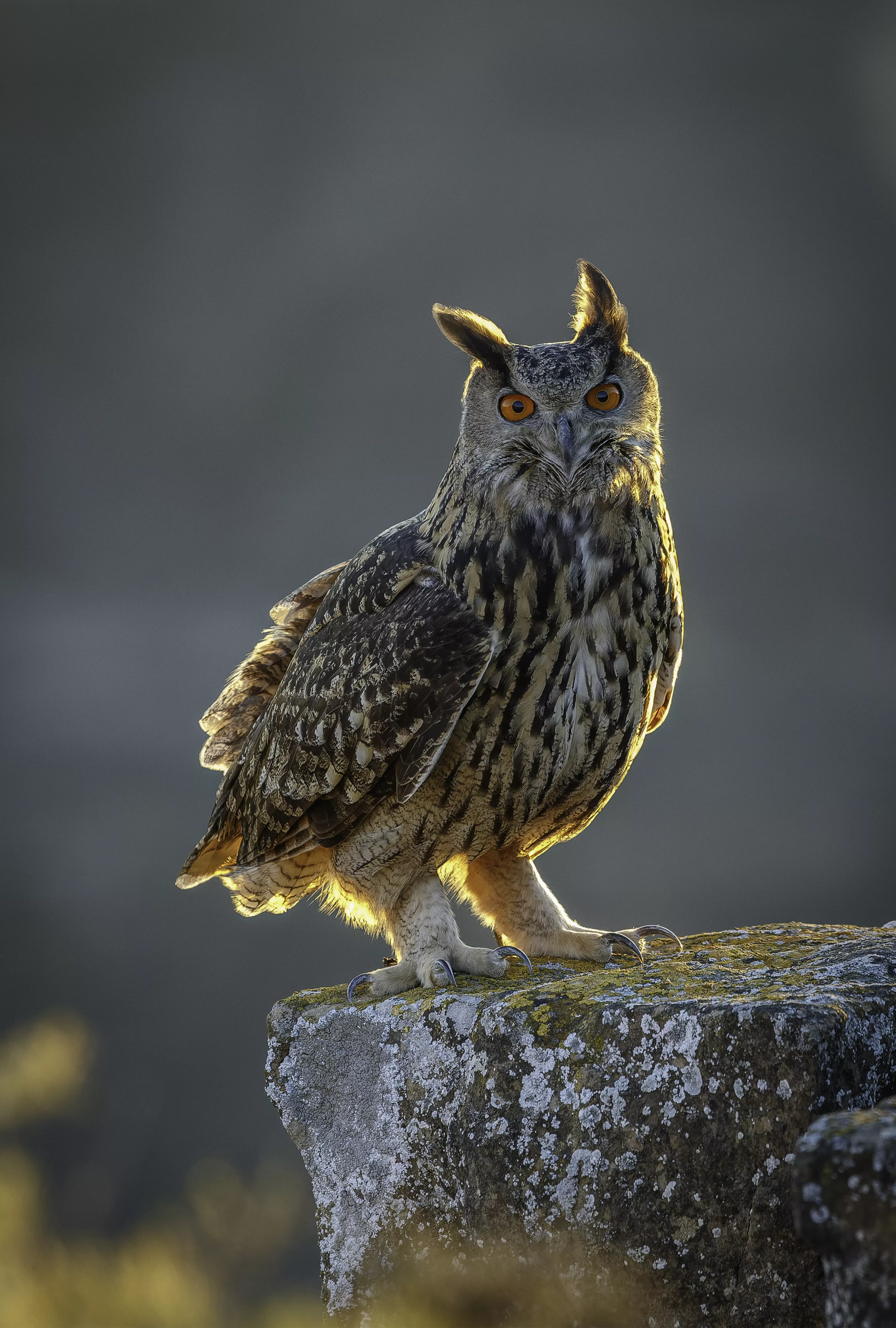 Primer premio, Reina de la Noche, de José Antonio Sánchez Panzano.