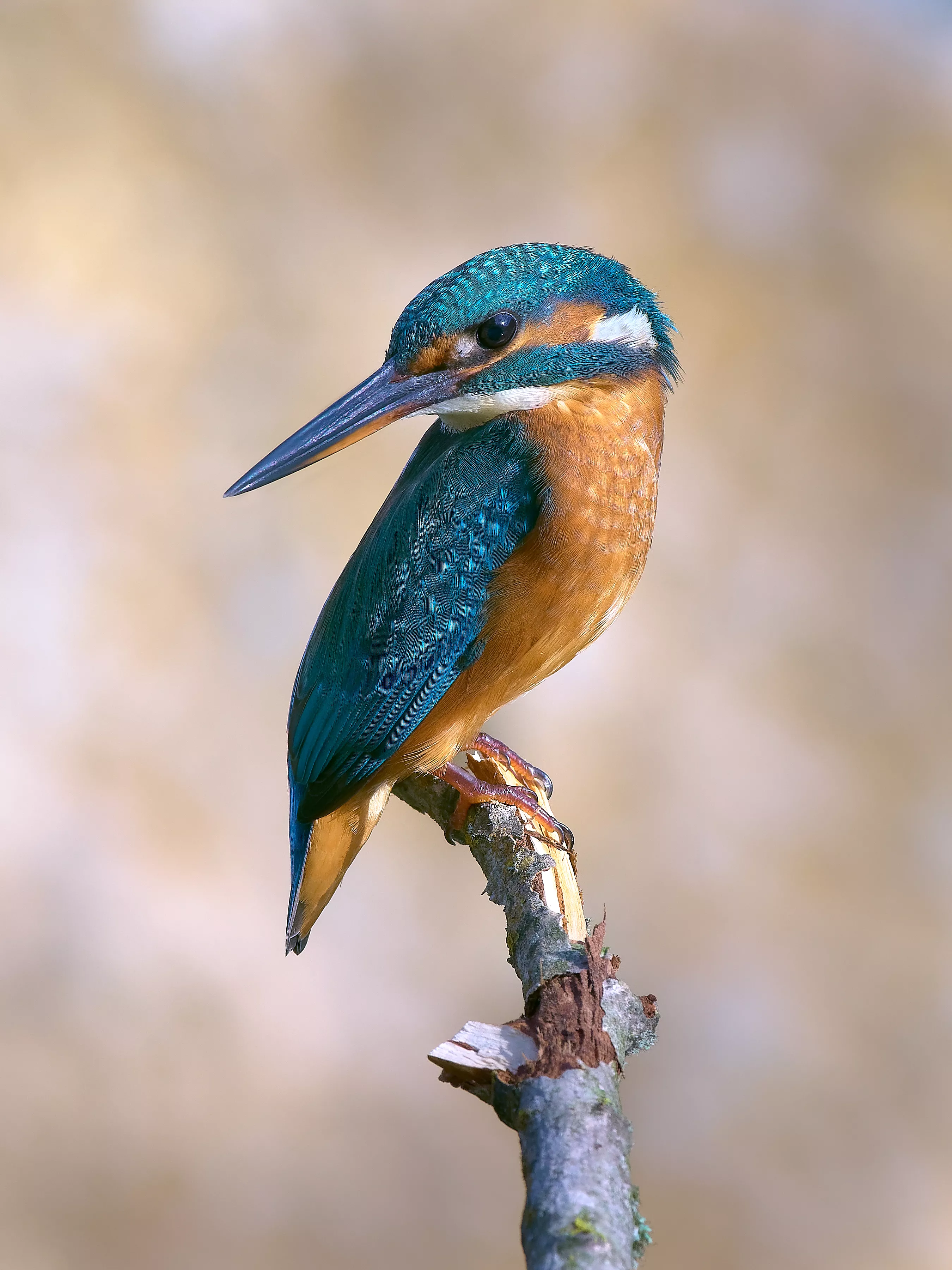 Accesit, Martín Pescador del Rio Ara, de Luis Carlos Pascual Pueyo.