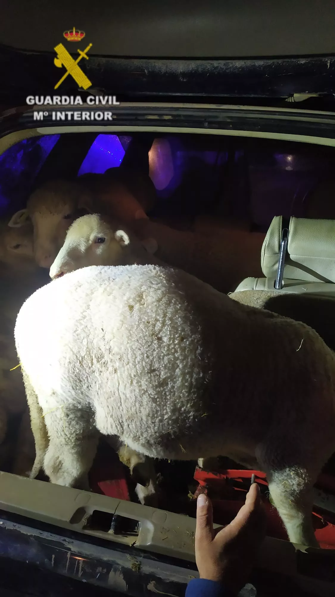 Corderos robados dentro del maletero del vehículo utilizado