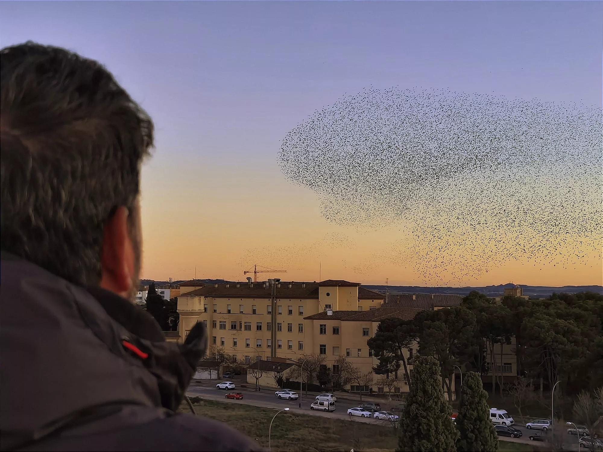 Estorninos al atardecer. Foto Raúl Sunn