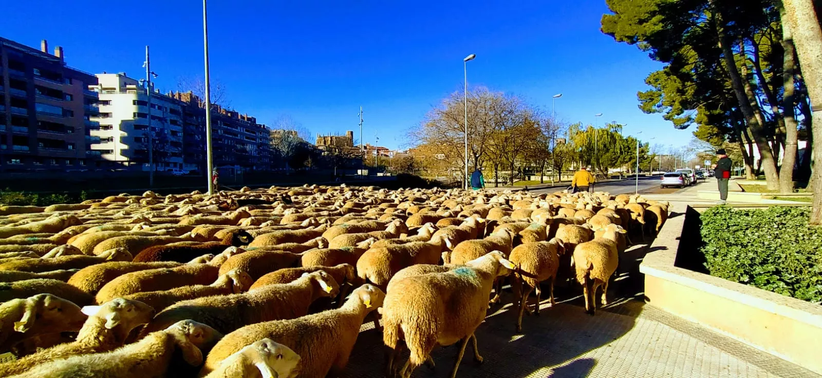 Hacían trashumancia dentro de la Hoya de Huesca. Foto Joaquín Santafé 