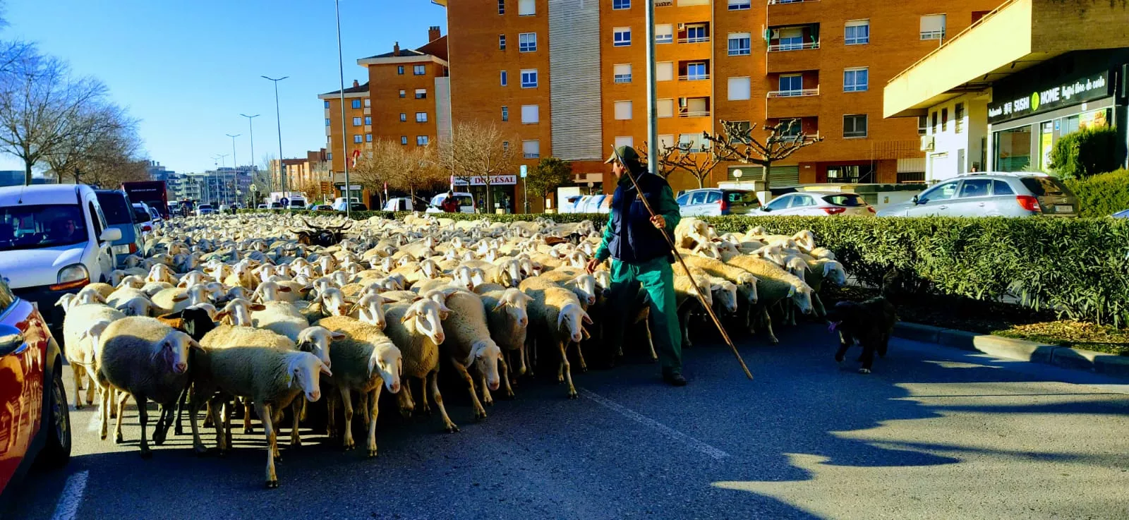 Las ovejas regresaban a su lugar de origen a pie de Sierra de Gratal, Apiés. Foto Joaquín Santafé 
