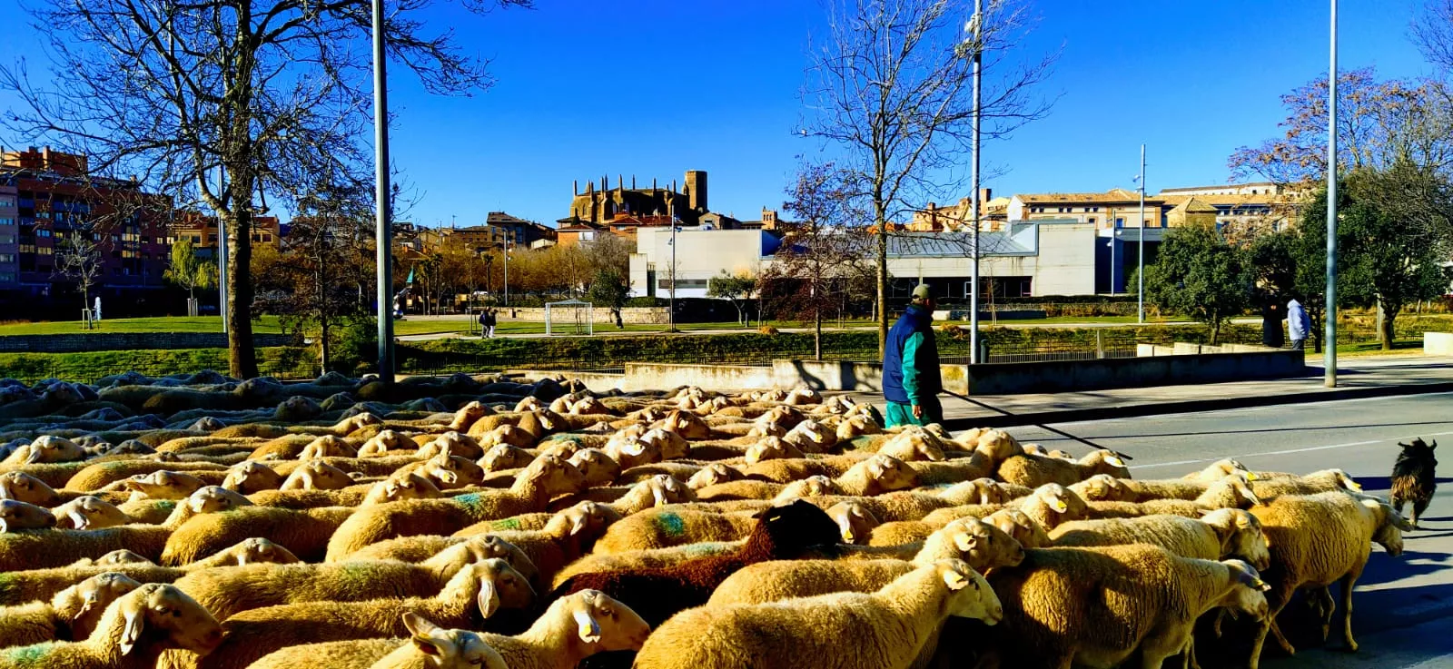 El rebaño ha recorrido la cabañera Pompién-Lascasas. Foto Joaquín Santafé 