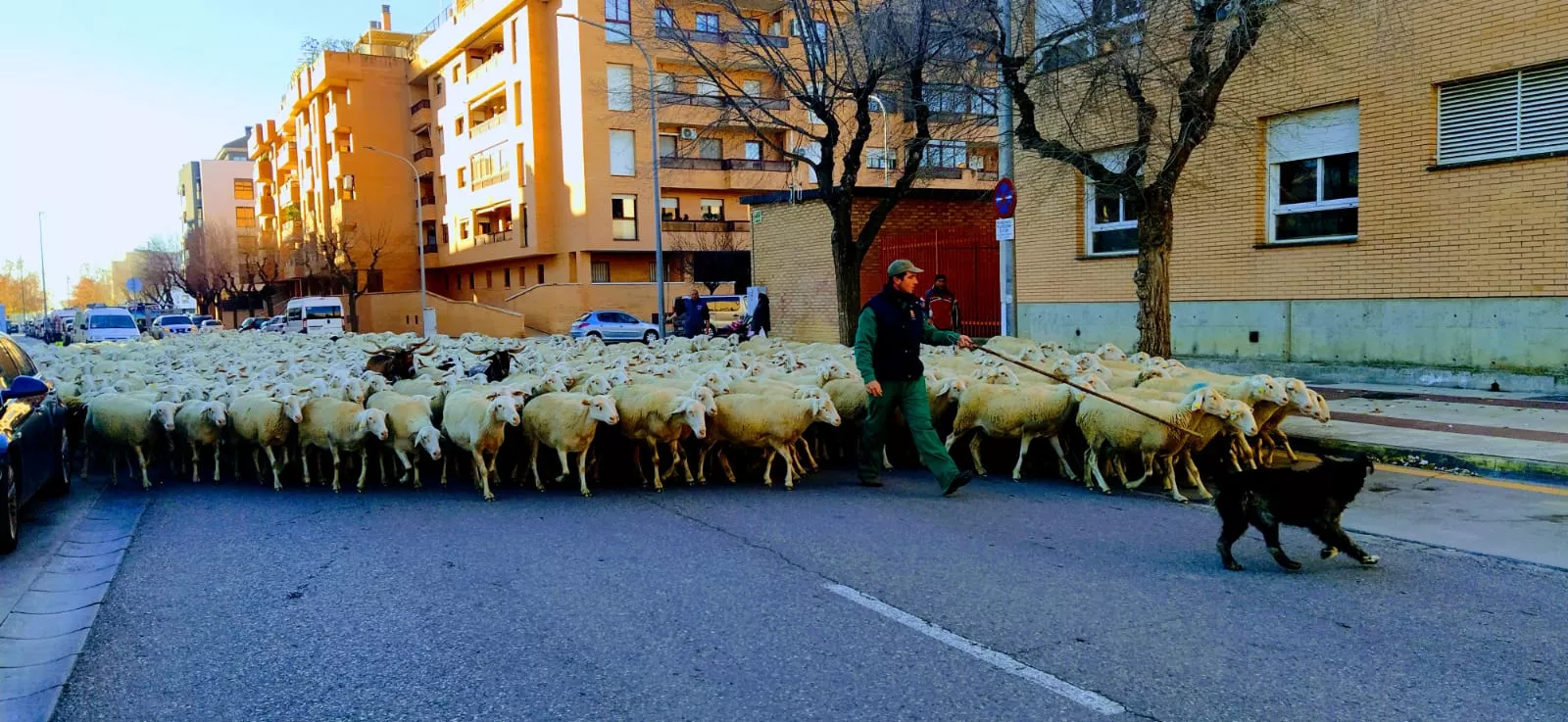 Un placer poder contemplar este rebaño y sus pastores, señores de este noble oficio. Foto Joaquín Santafé 