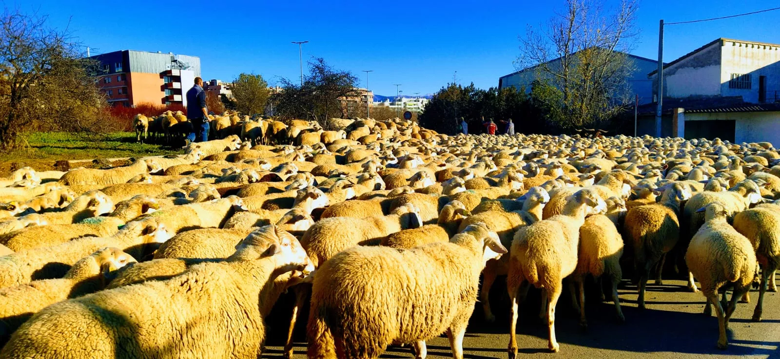 Trashumancia. Foto Joaquín Santafé 