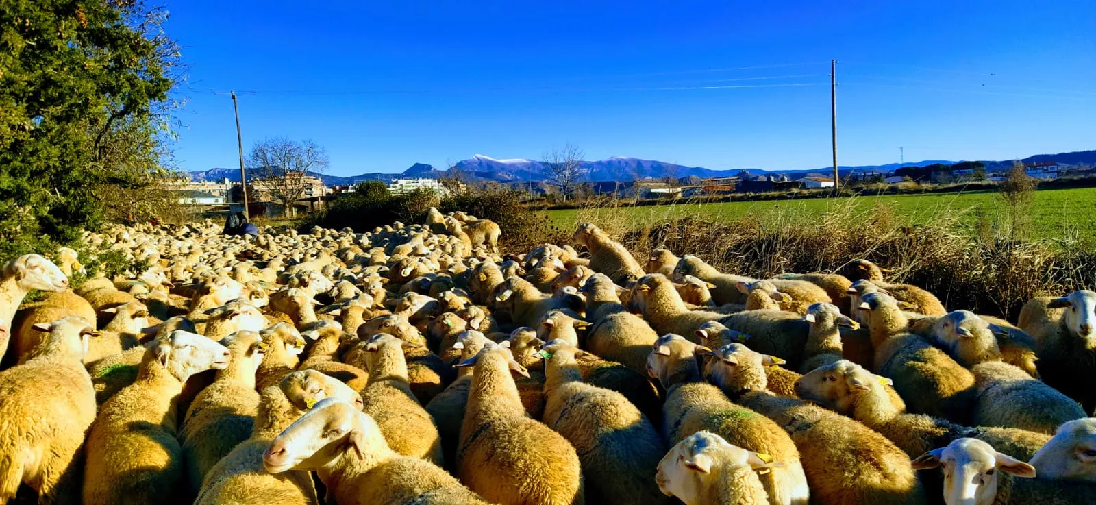 Trashumancia. Foto Joaquín Santafé 