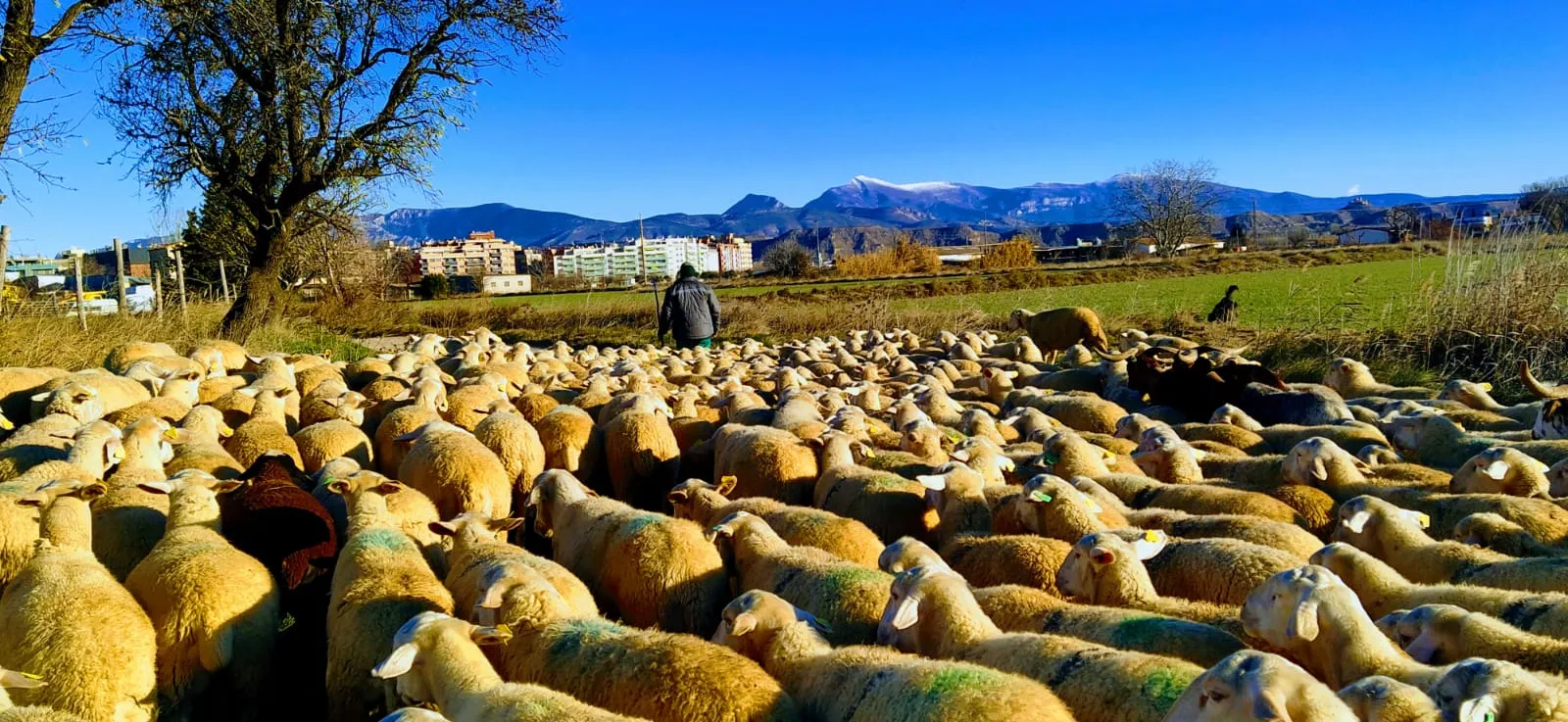 Trashumancia. Foto Joaquín Santafé 