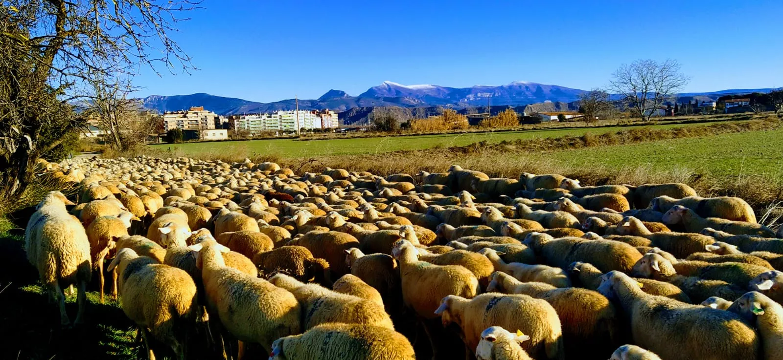 Trashumancia, las ovejas atraviesan la ciudad de Huesca. Foto Joaquín Santafé 