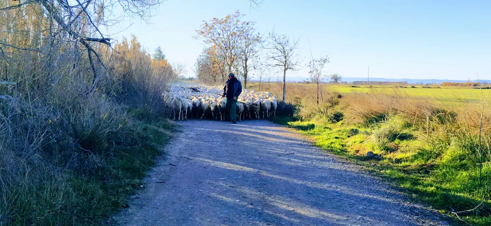 Trashumancia. Foto Joaquín Santafé 