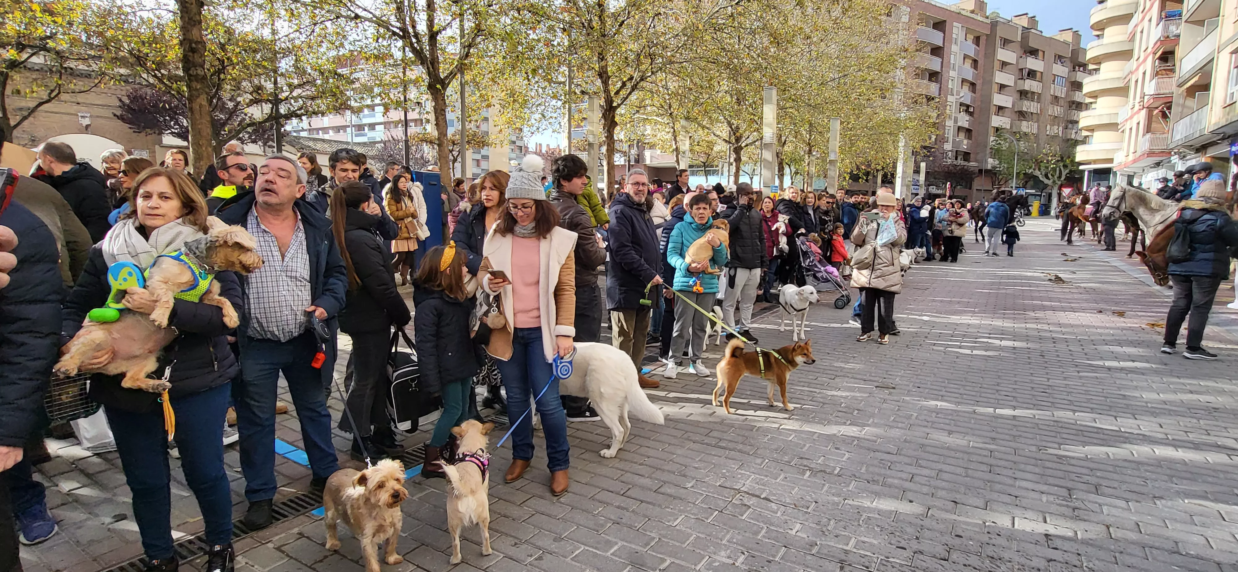 Tradicional bendición de animales por San Antón en Huesca. Foto: Mercedes Manterola