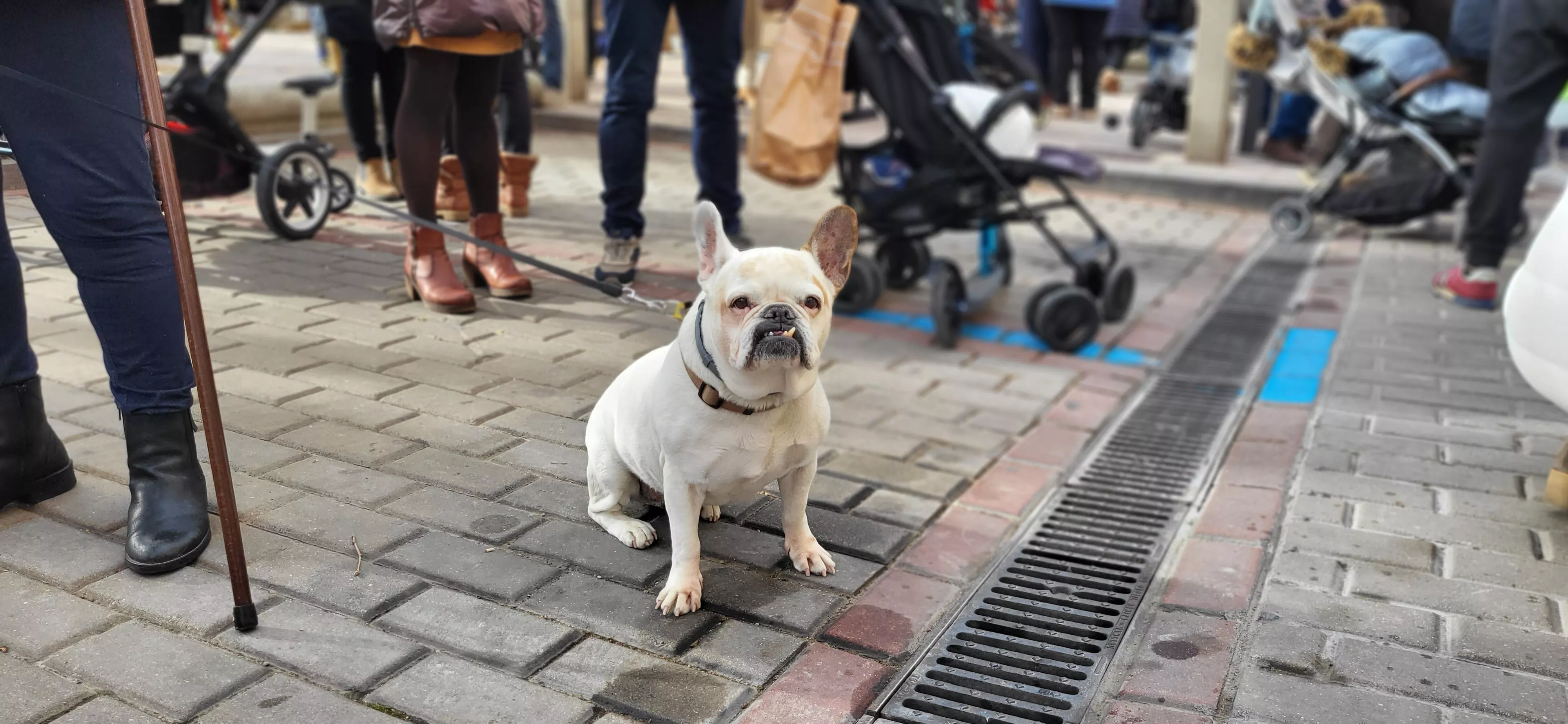 Tradicional bendición de animales por San Antón en Huesca. Foto: Mercedes Manterola