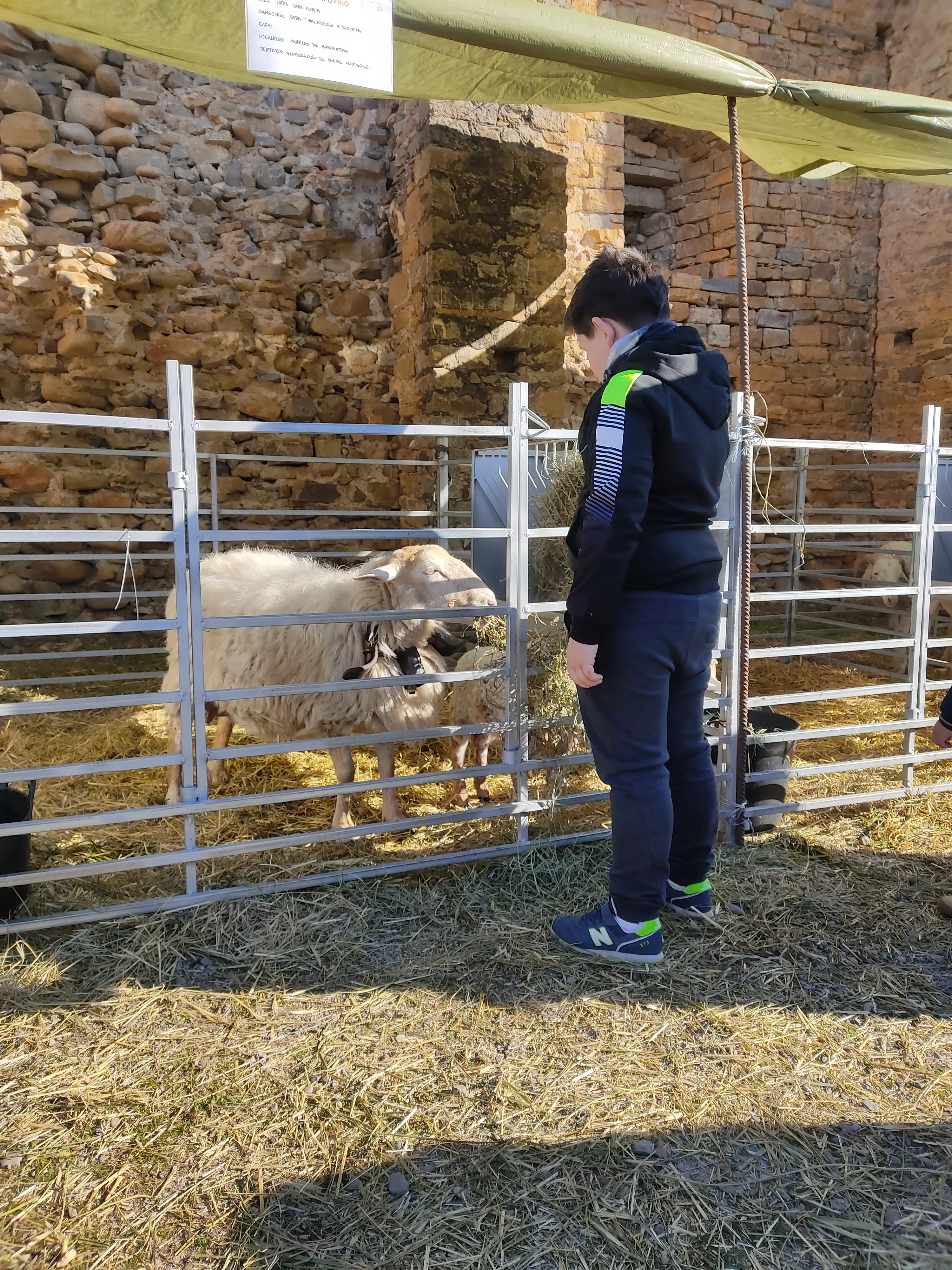 Ganado ovino en la Ferieta de Aínsa