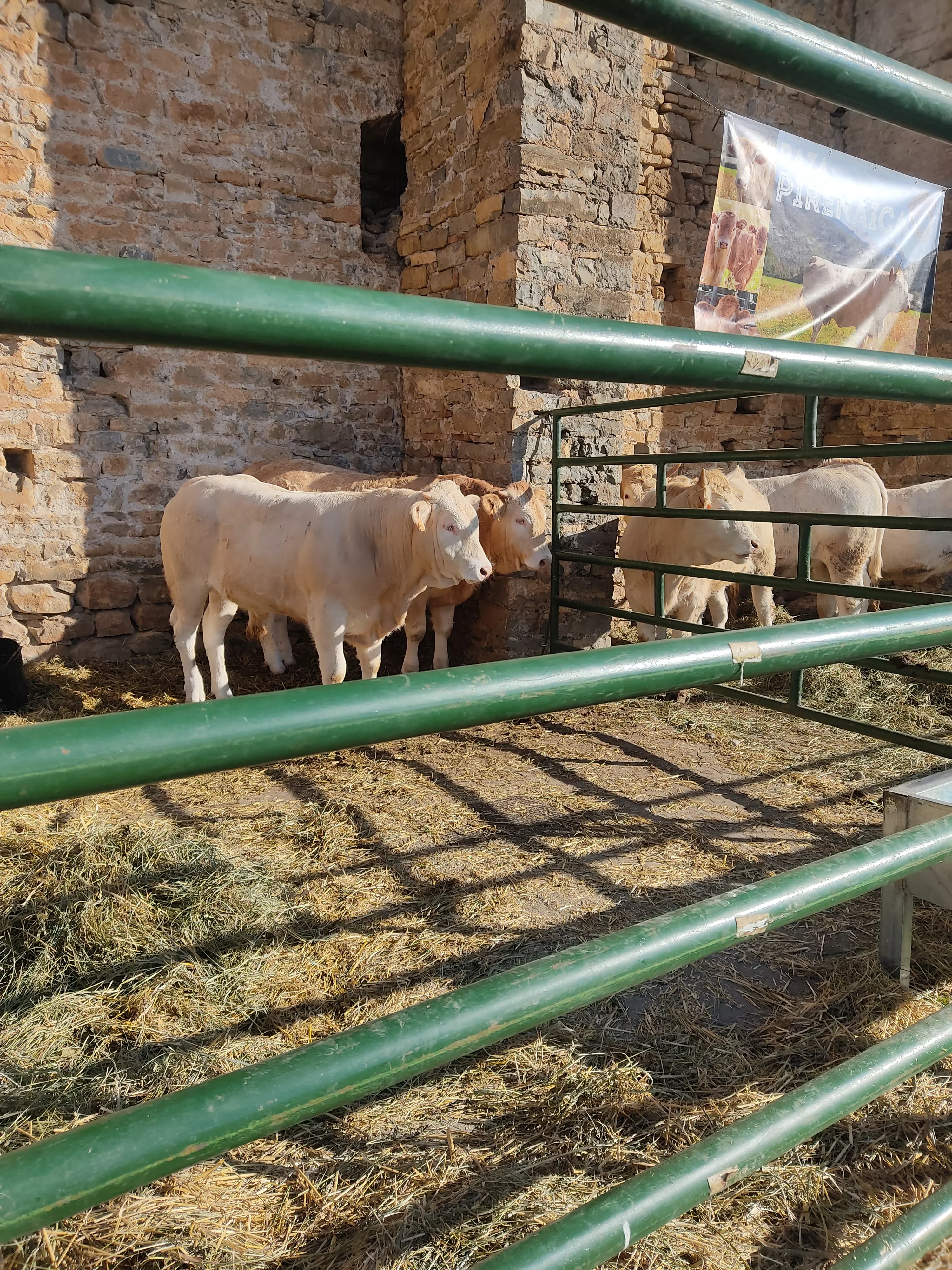 La vacunación contra la lengua azul pasa a ser voluntaria por la nueva estrategia nacional