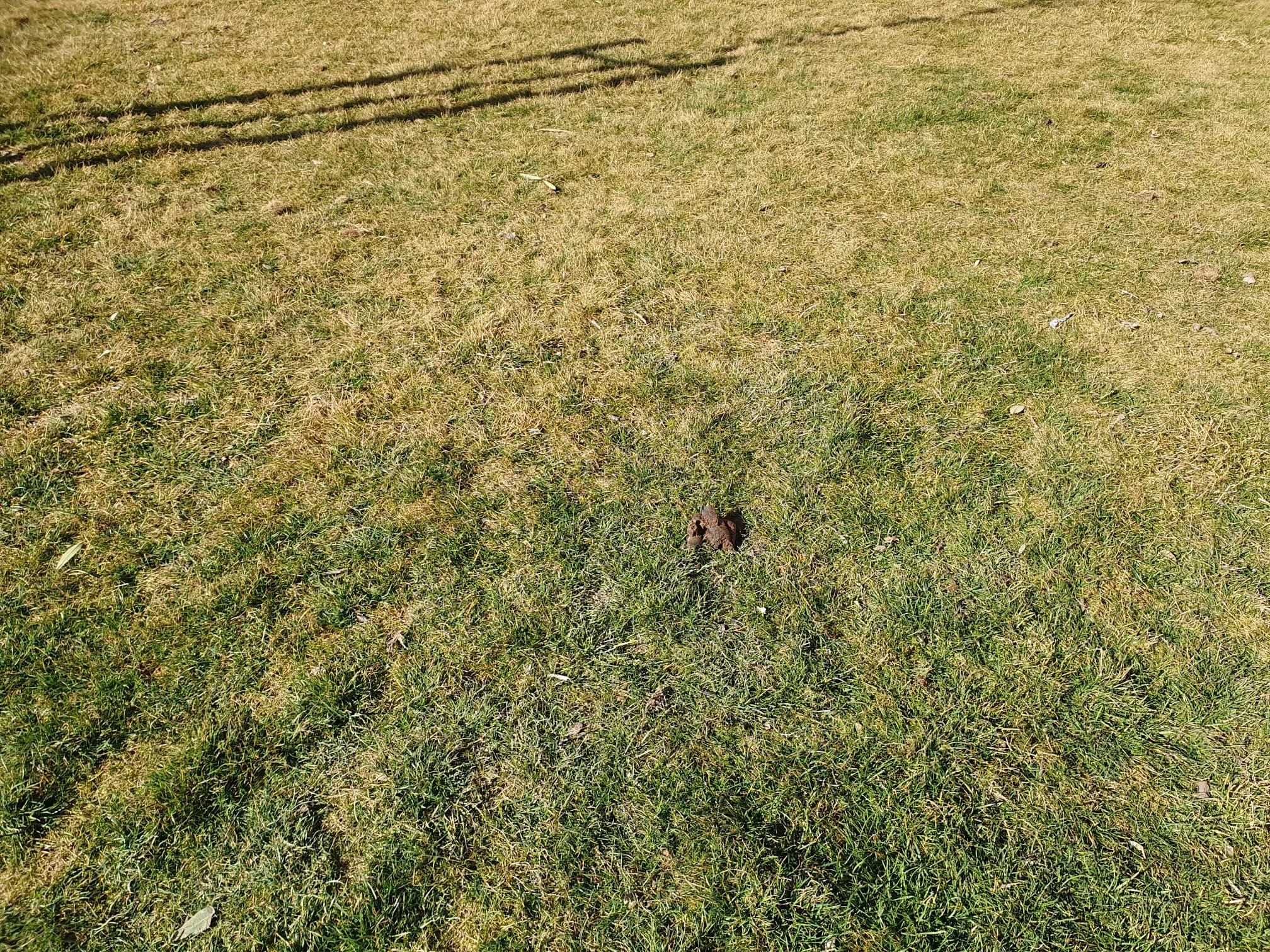 Parque de Torremendoza con los jardines llenos de heces
