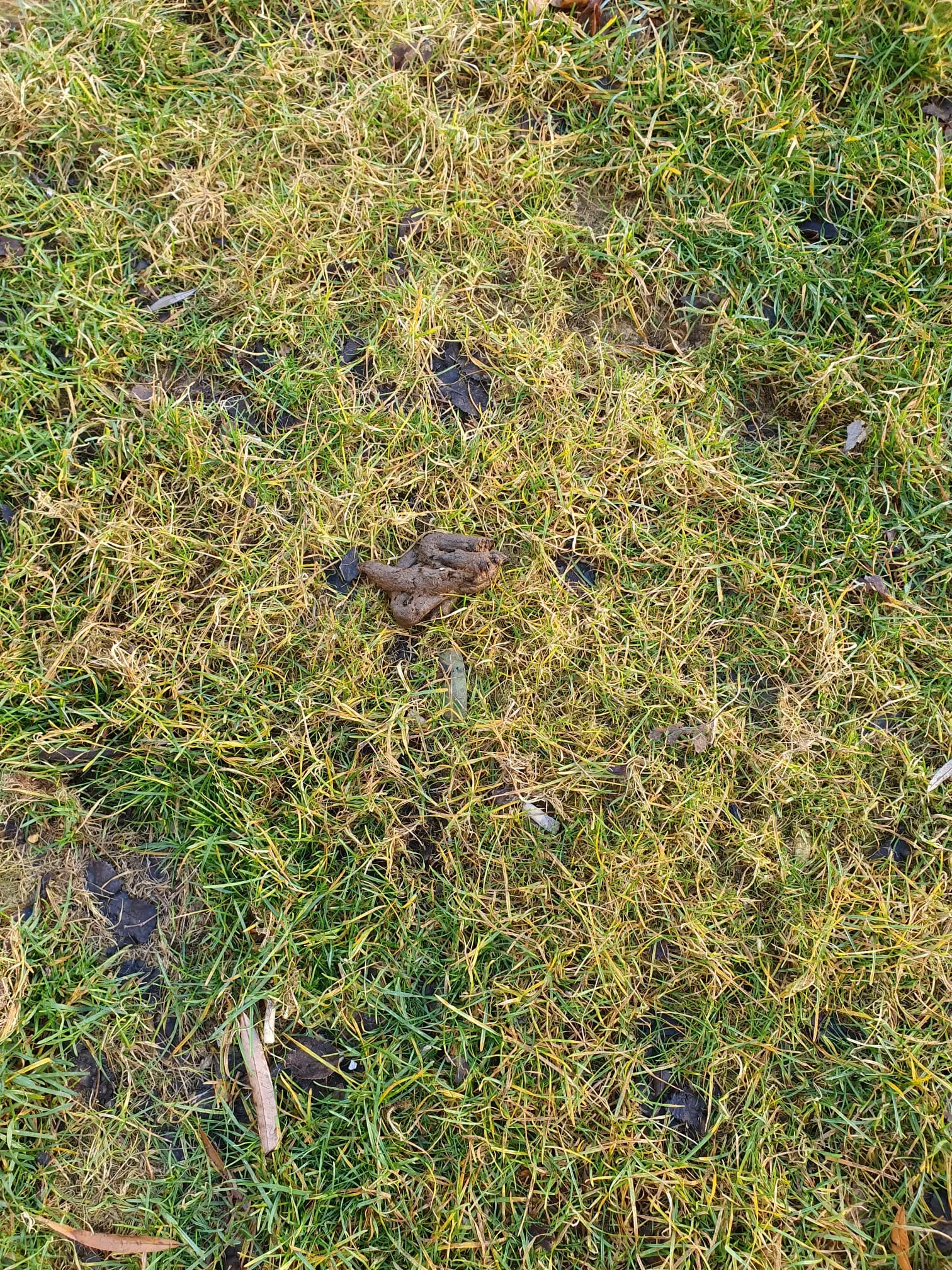 Parque de Torremendoza con los jardines llenos de heces